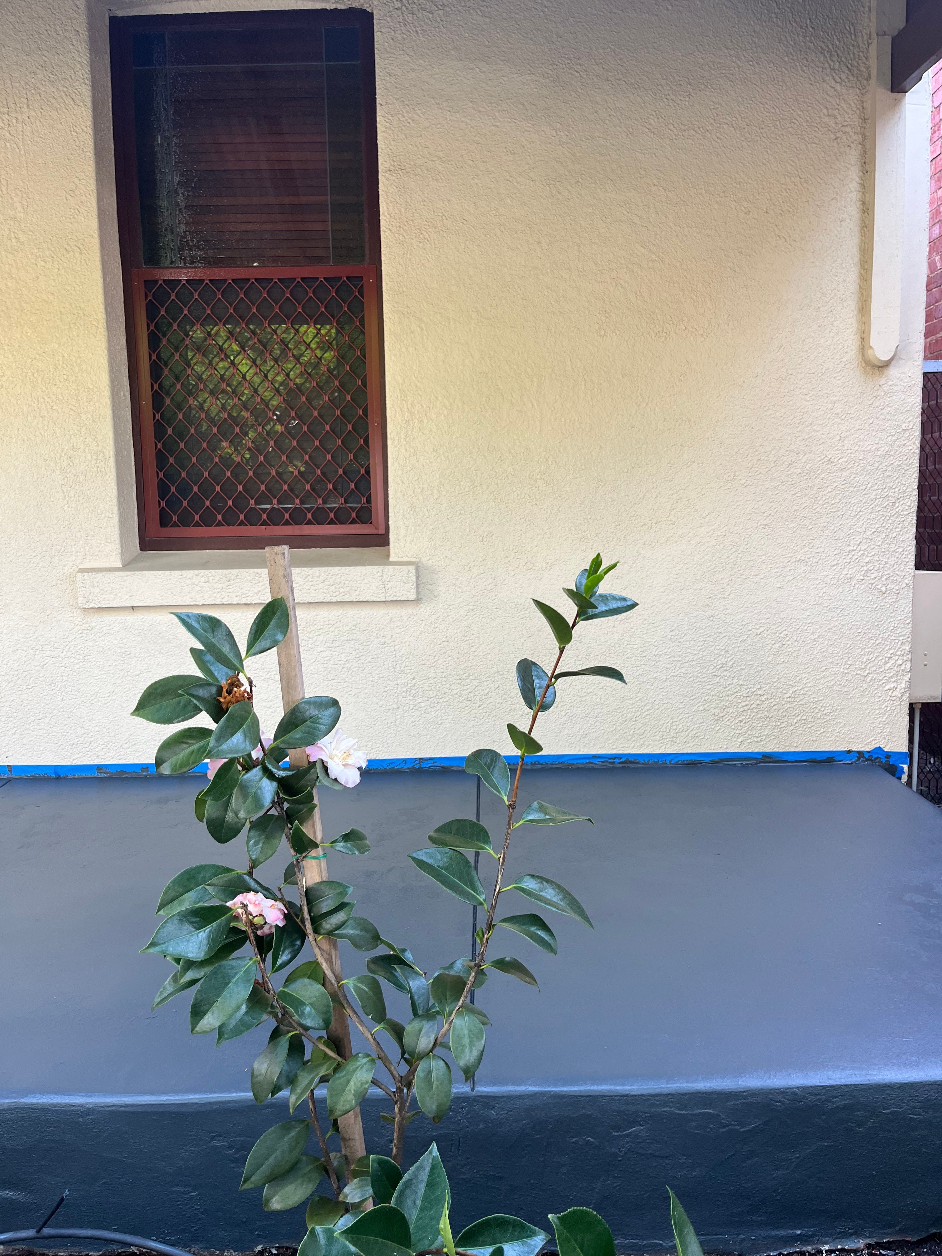 how-to-repaint-concrete-porch-bunnings-workshop-community