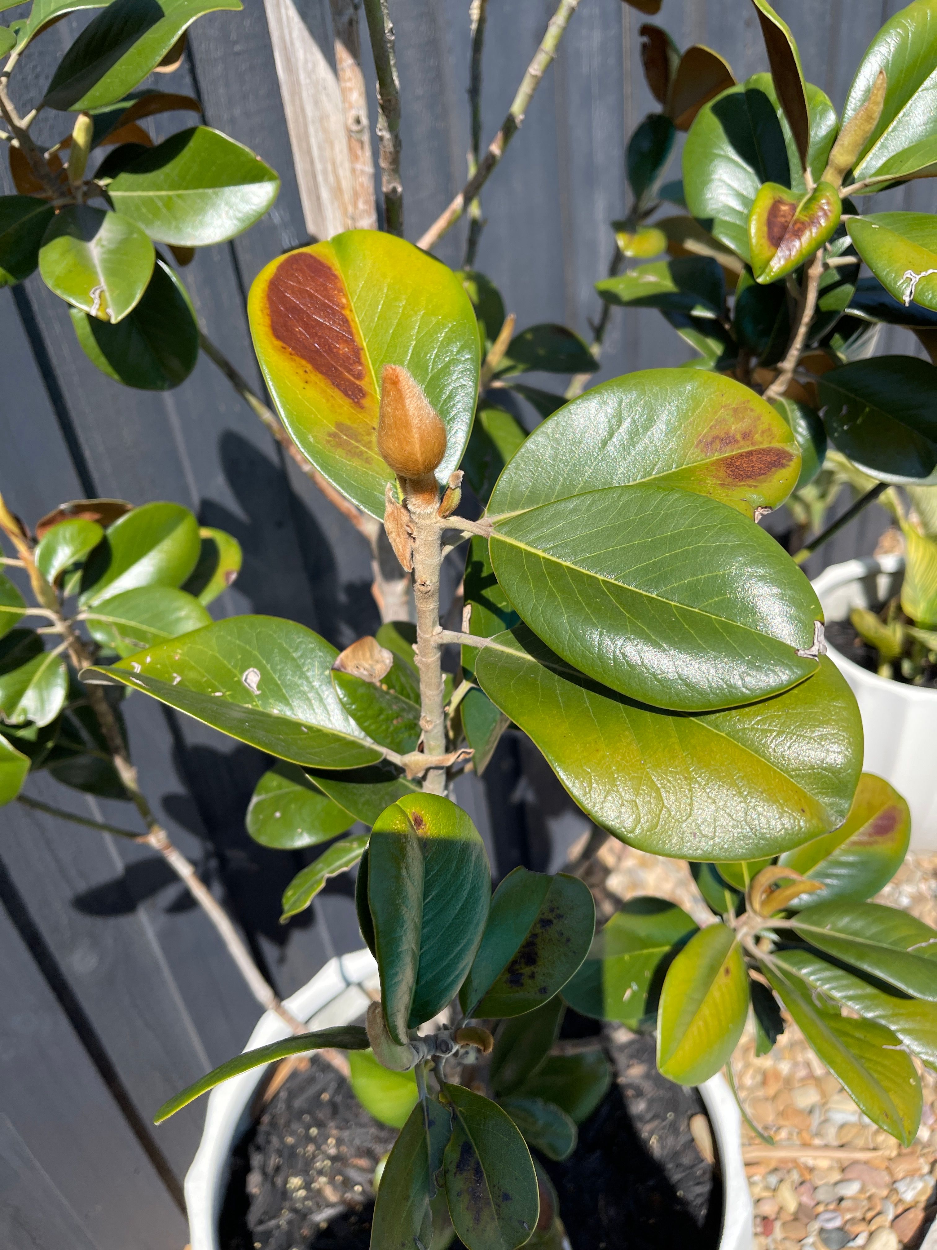 how-to-treat-brown-spot-on-my-magnolias-bunnings-workshop-community