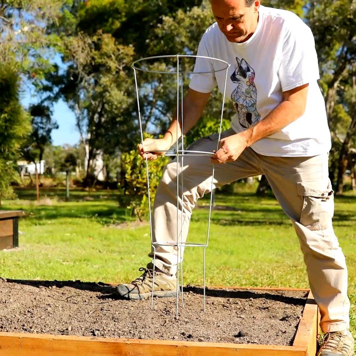 how-to-grow-tomatoes-from-seed-to-harves-bunnings-workshop-community