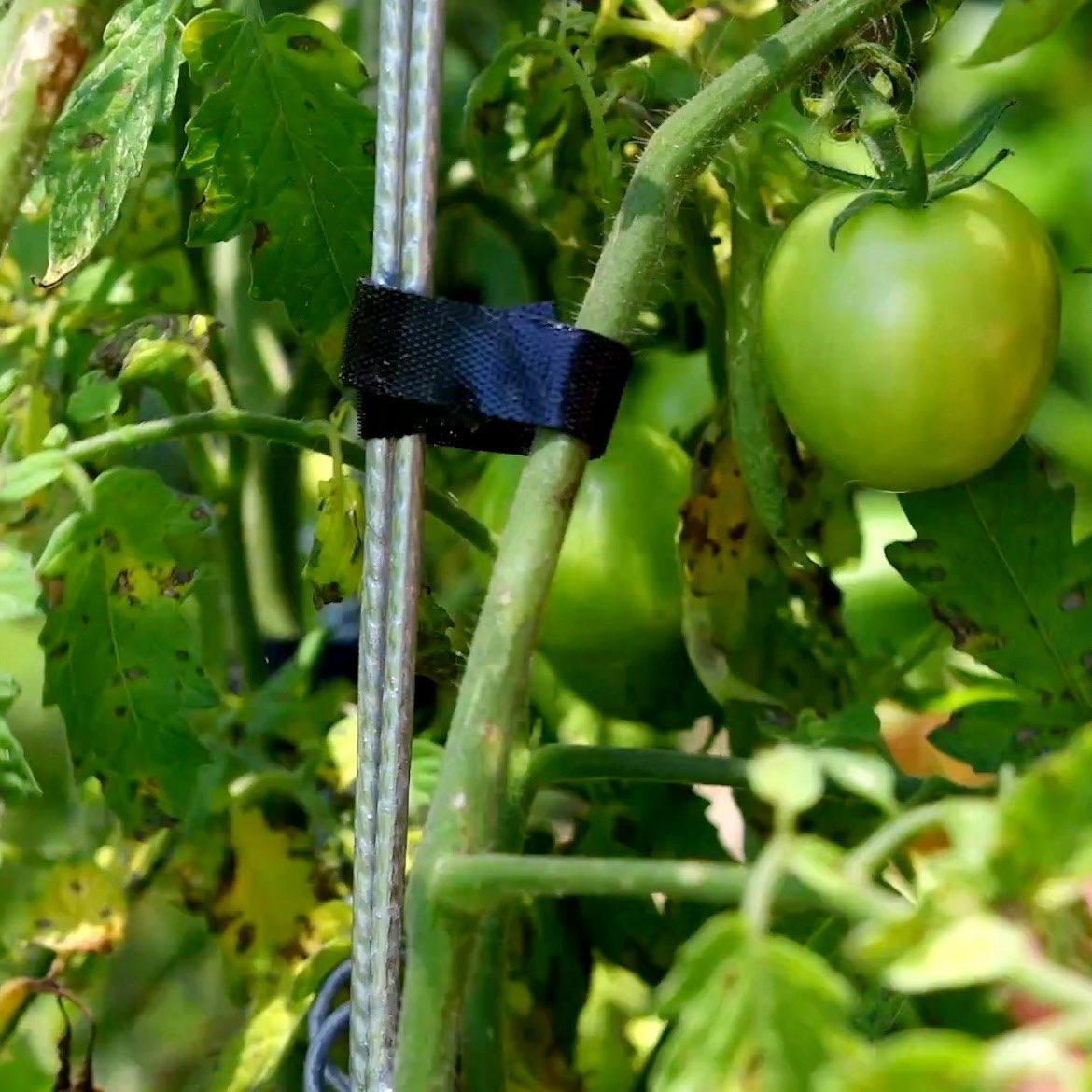 How To Grow Tomatoes - Bunnings Australia