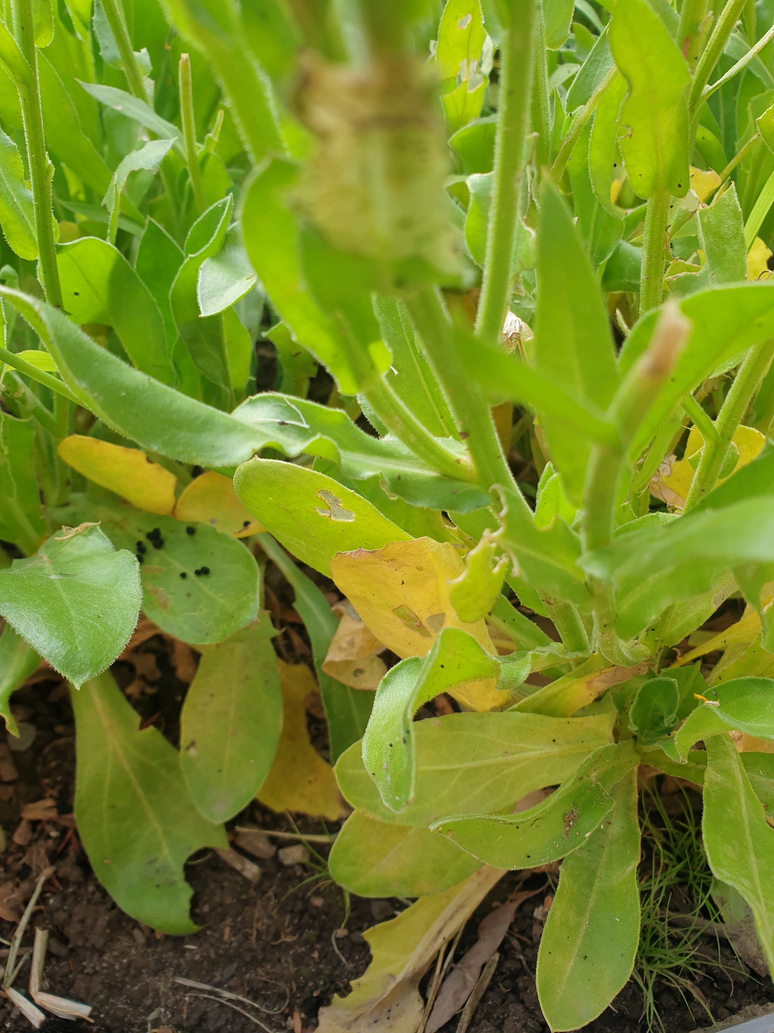 how-to-prevent-calendula-from-turning-ye-bunnings-workshop-community