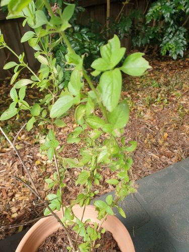 How to protect holy basil plant leaves f Bunnings Workshop