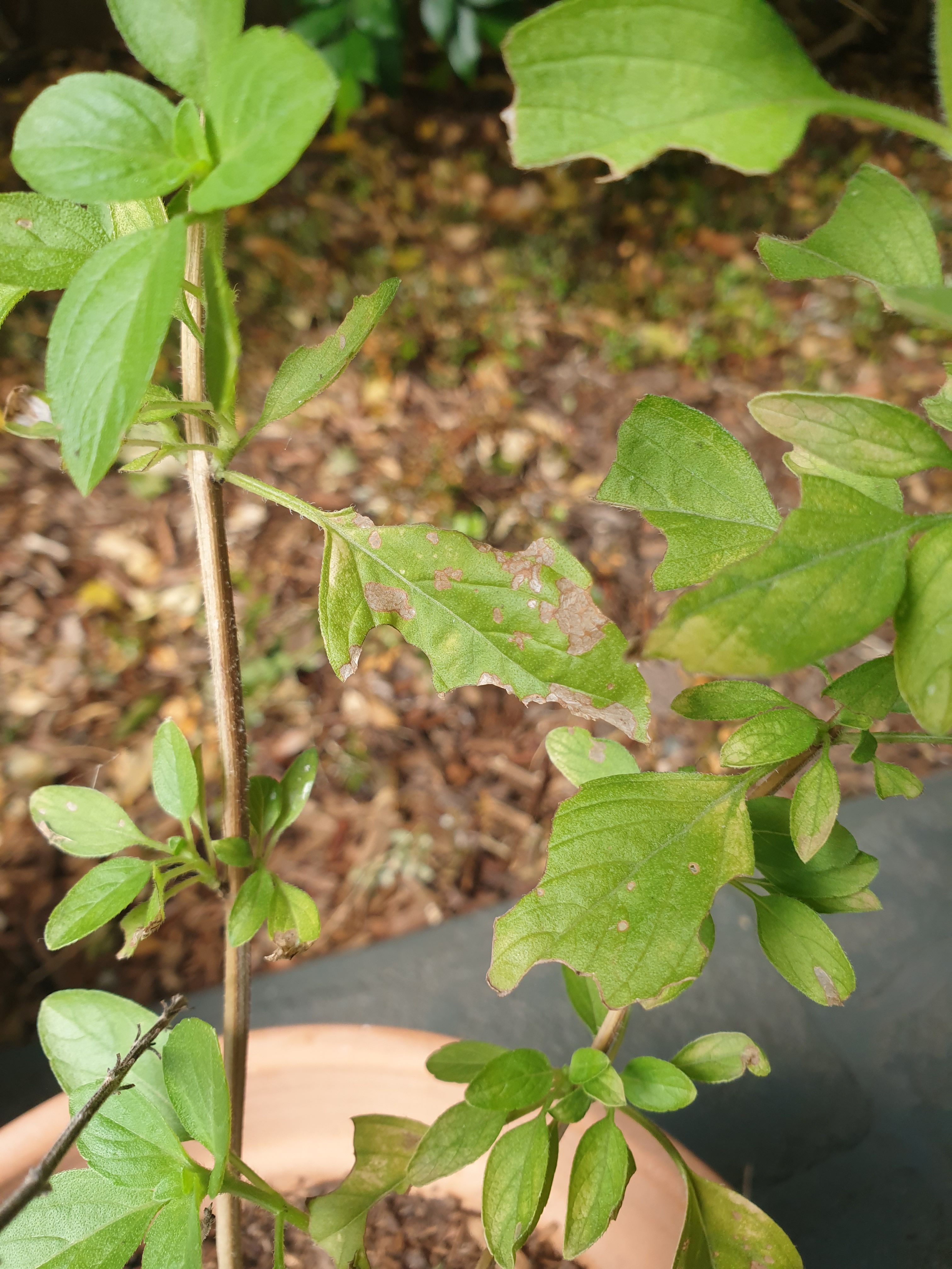 How to protect holy basil plant leaves f Bunnings Workshop