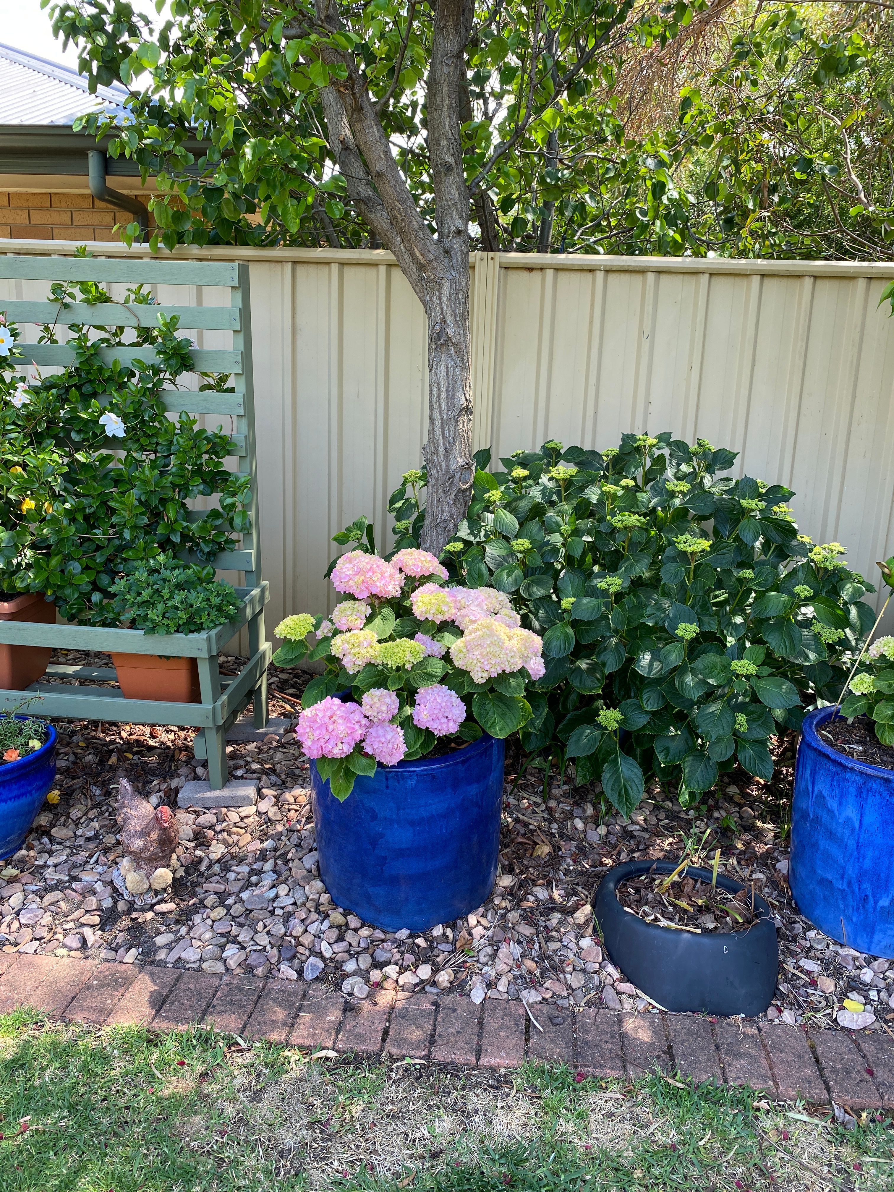 Hydrangea bunnings deals