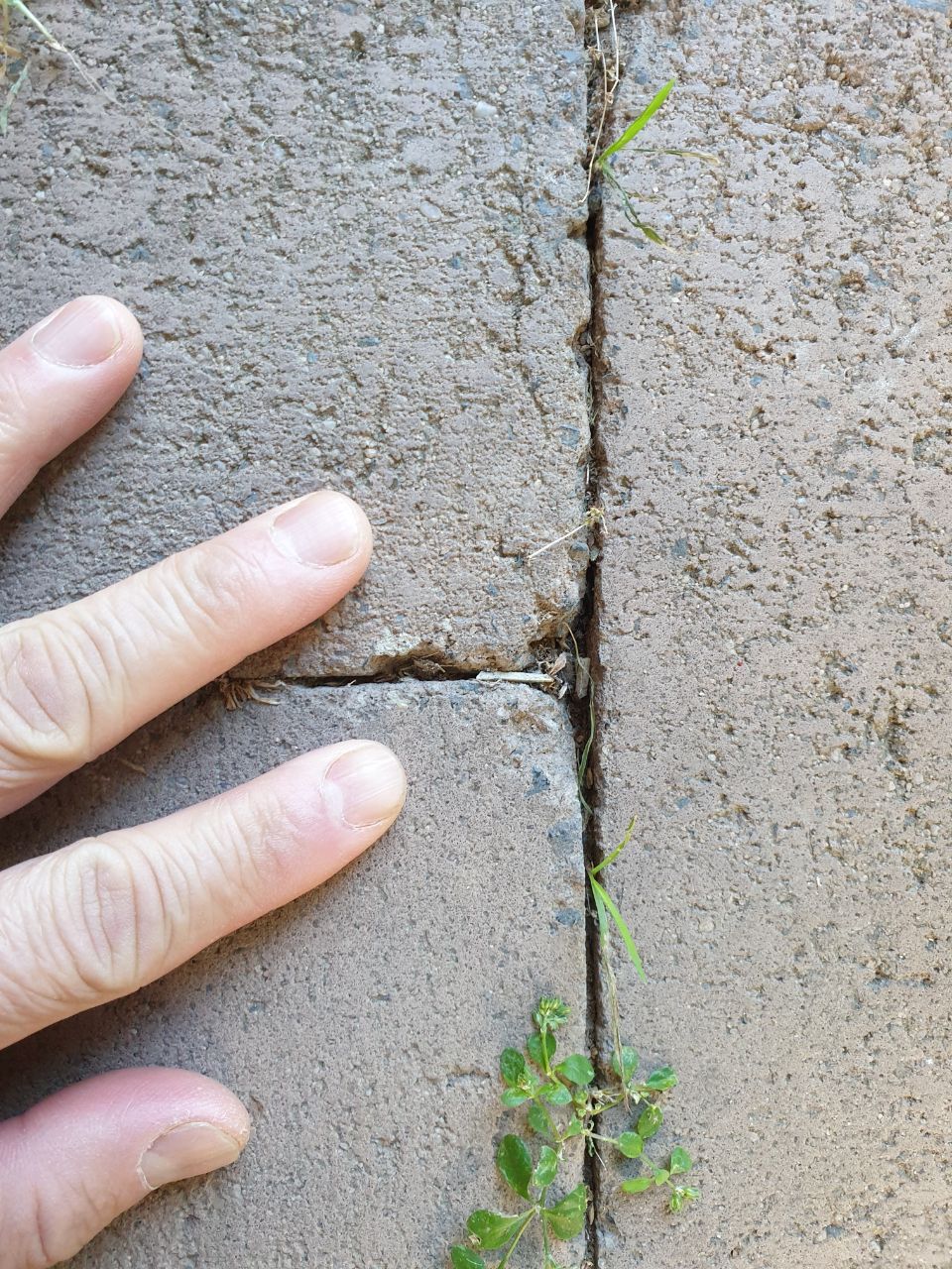 How to fill gaps between paver bricks to... Bunnings community