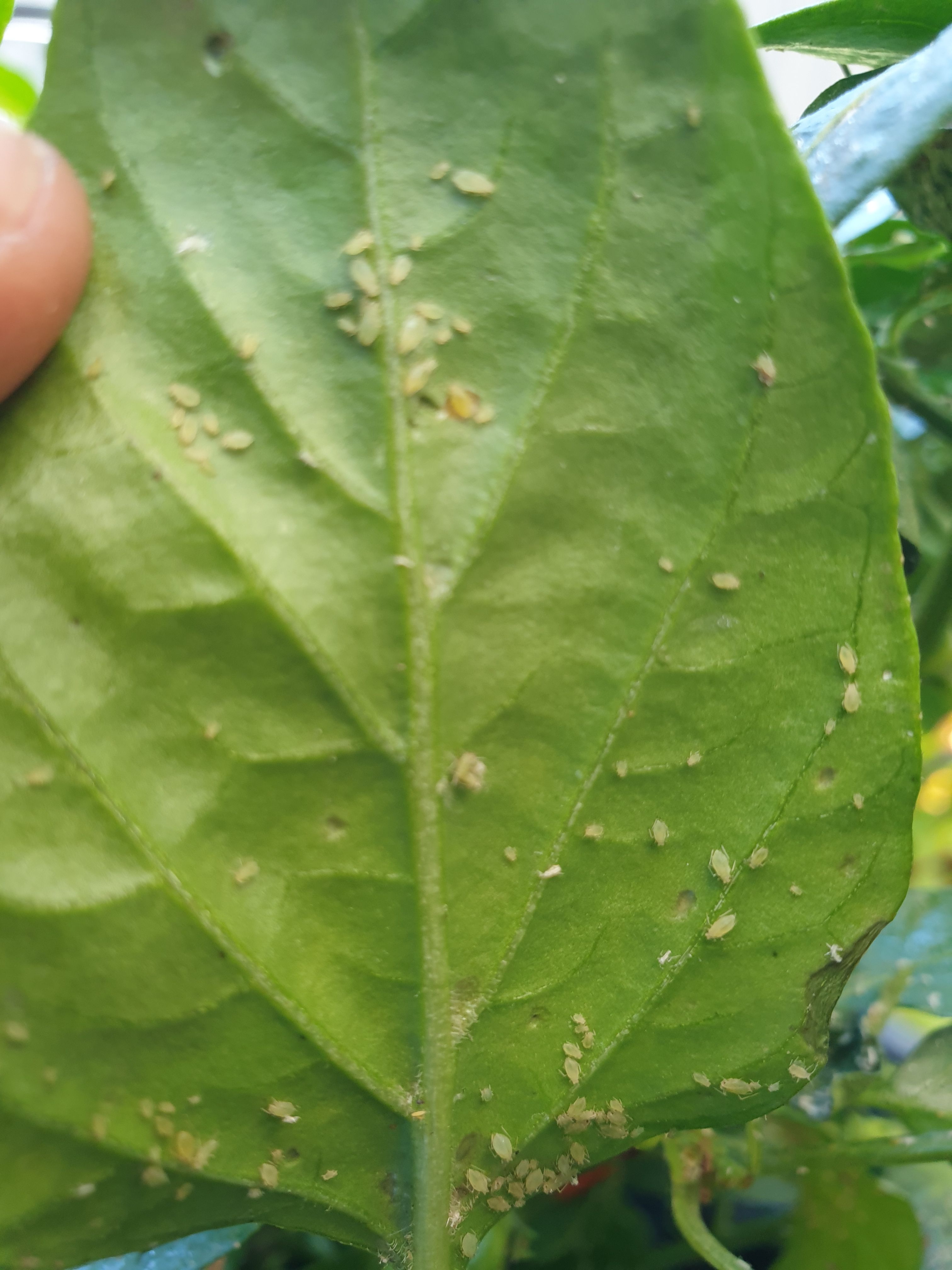 Solved: Why are my chilli leaves moist? | Bunnings Workshop community