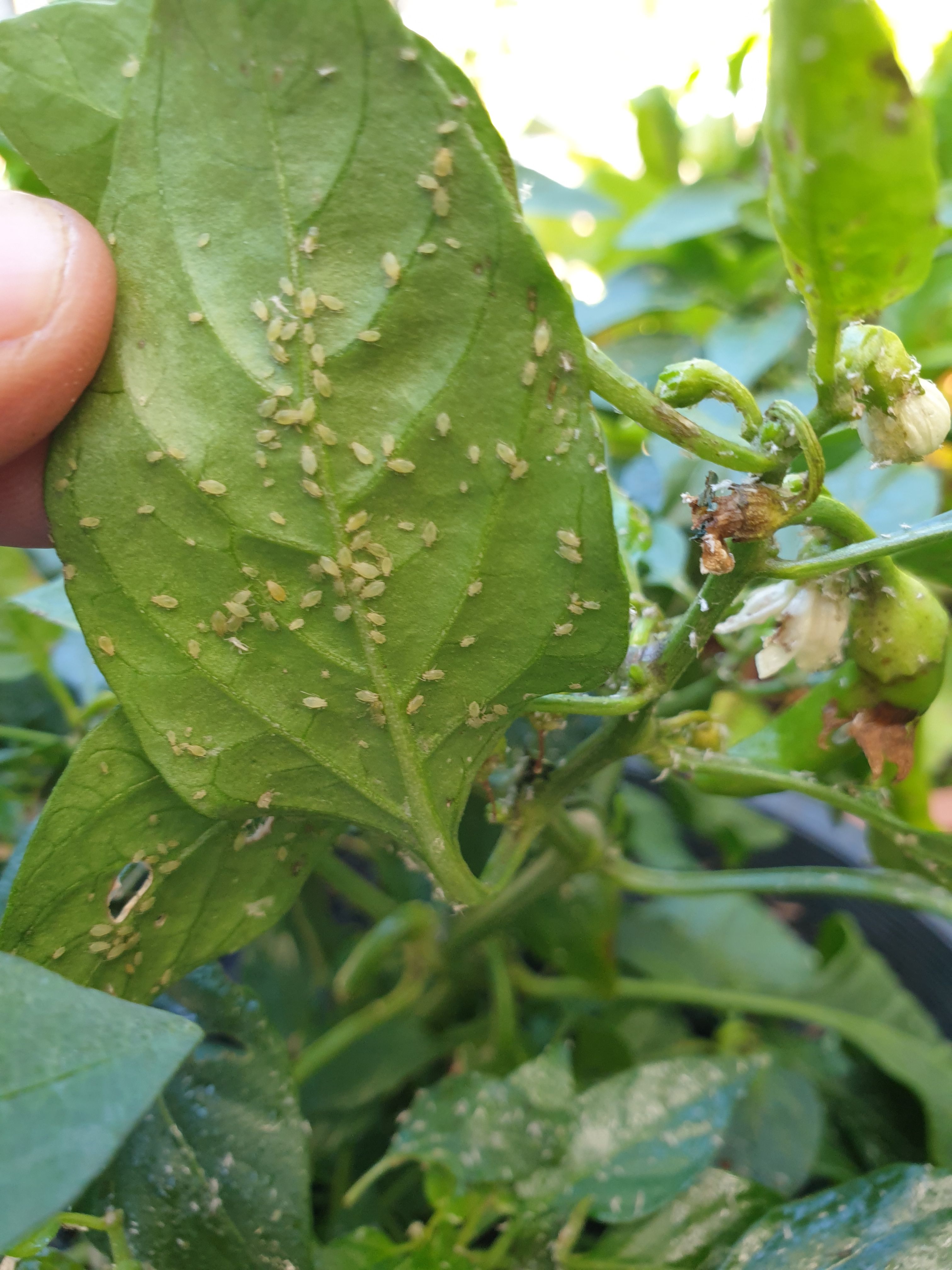 Solved: Why are my chilli leaves moist? | Bunnings Workshop community