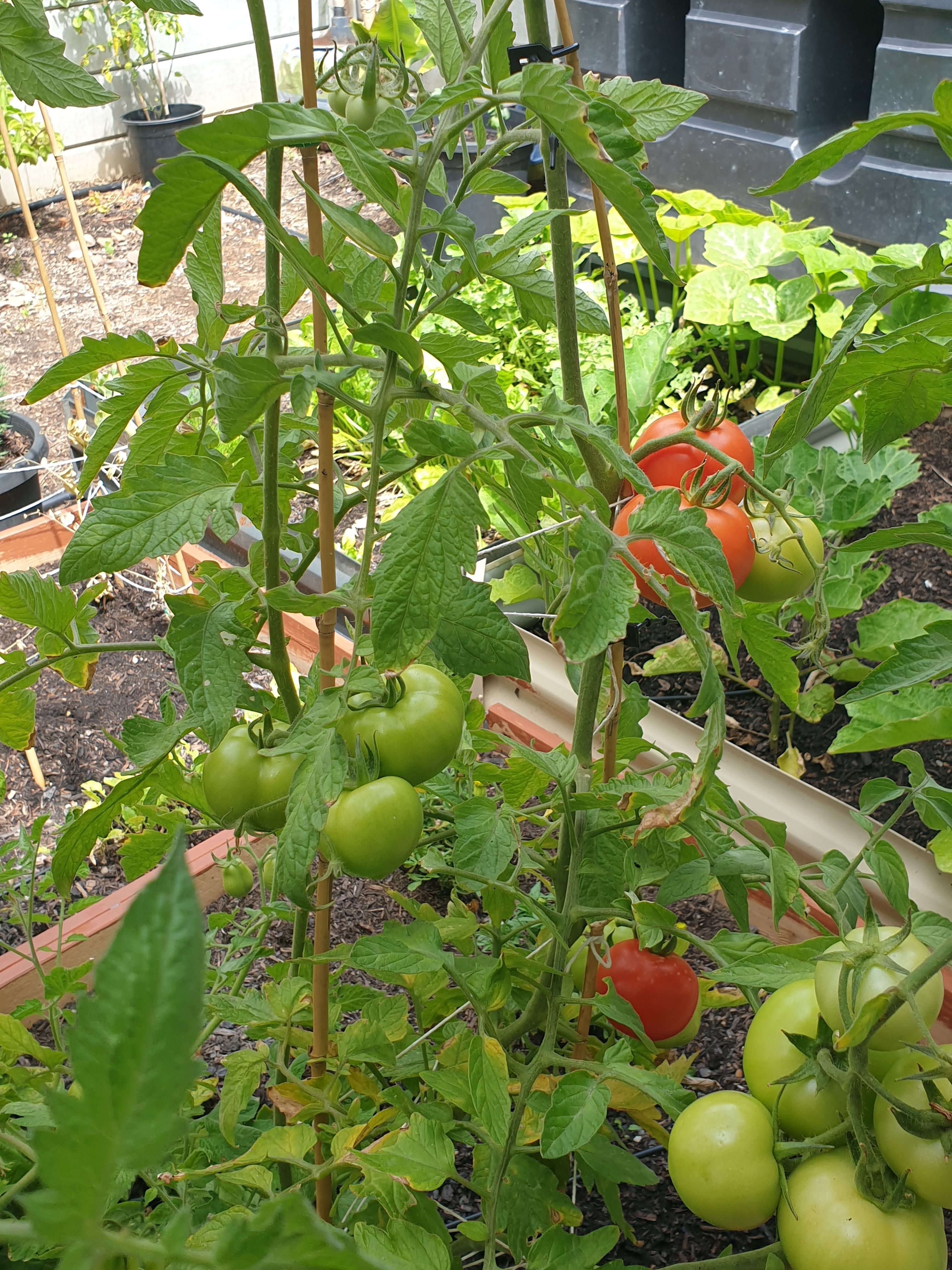 Solved: Why are my tomato plants not growing mor... - Page 3 | Bunnings ...