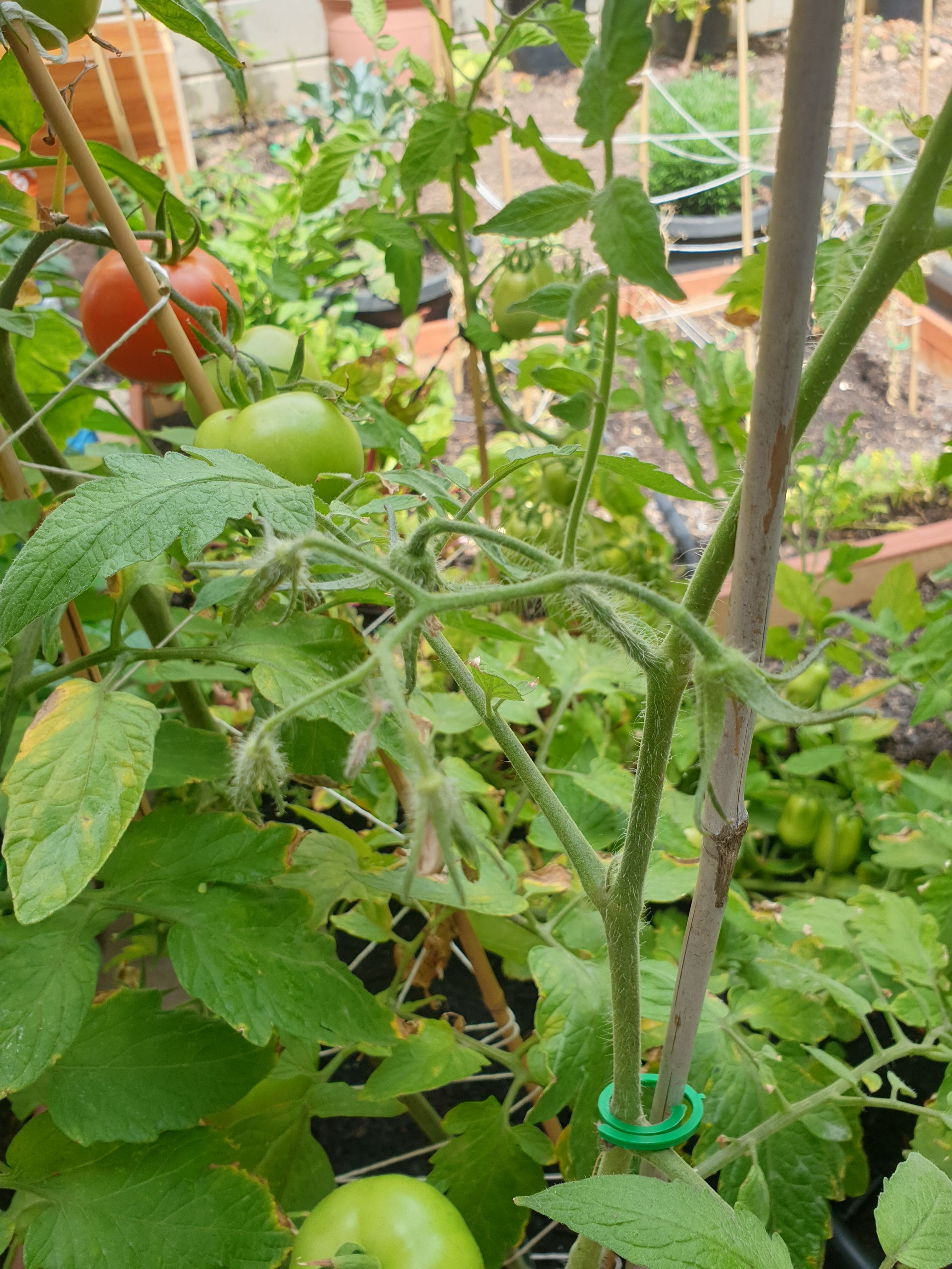 solved-why-are-my-tomato-plants-not-growing-mor-page-3-bunnings