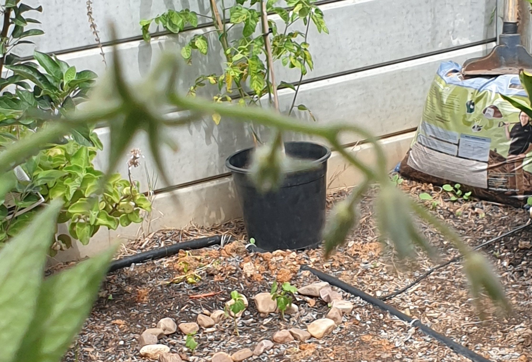 solved-why-are-my-tomato-plants-not-growing-mor-bunnings-workshop