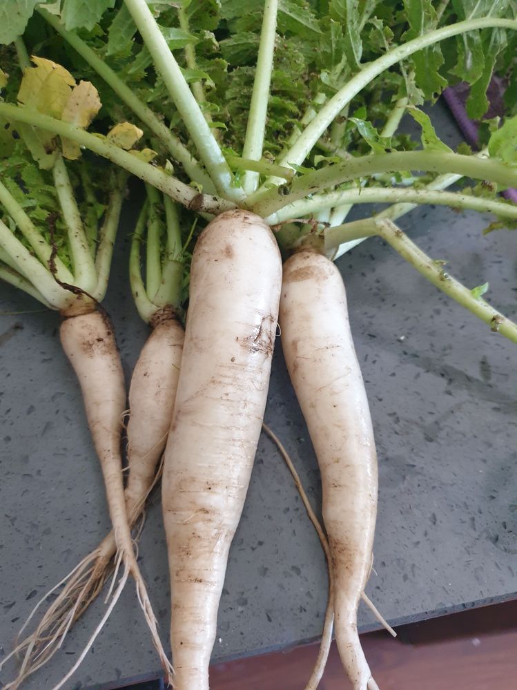 My 1st radish harvest