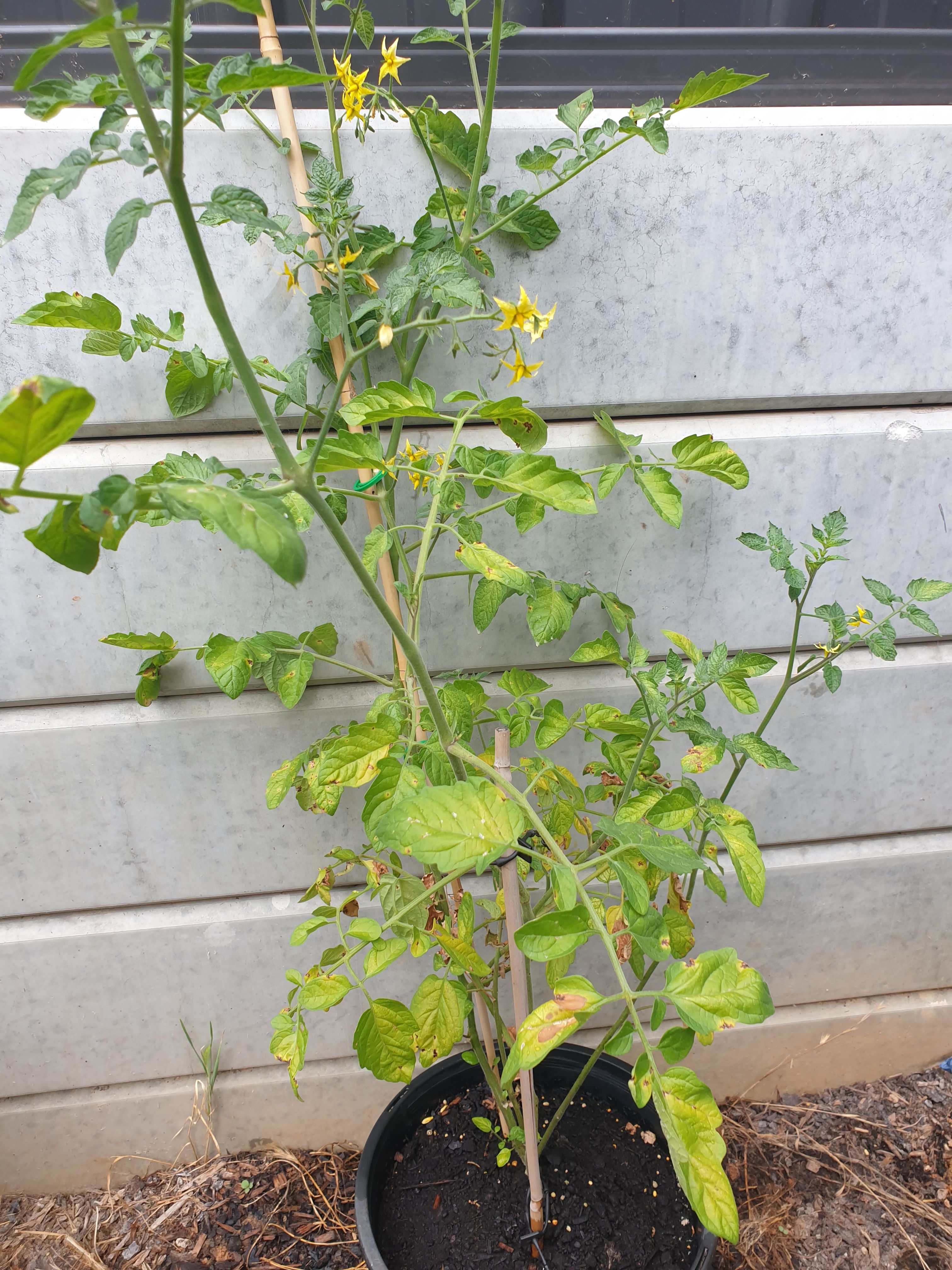 solved-why-are-my-tomato-plants-not-growing-mor-page-2-bunnings