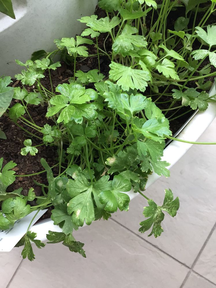Parsley now developing white marks
