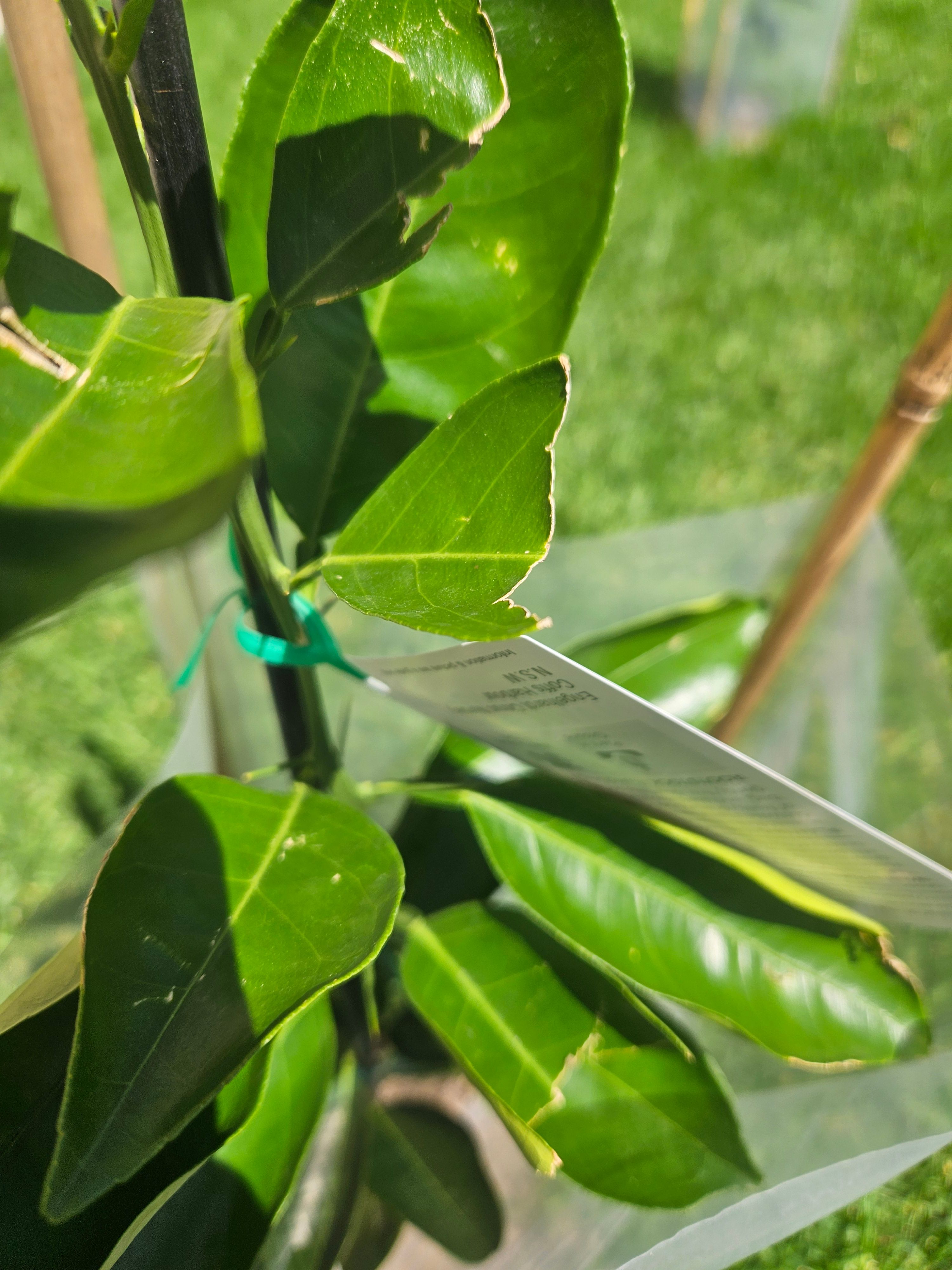 how-to-get-rid-of-bugs-on-houseplants-plant-pests-plant-bugs-plants