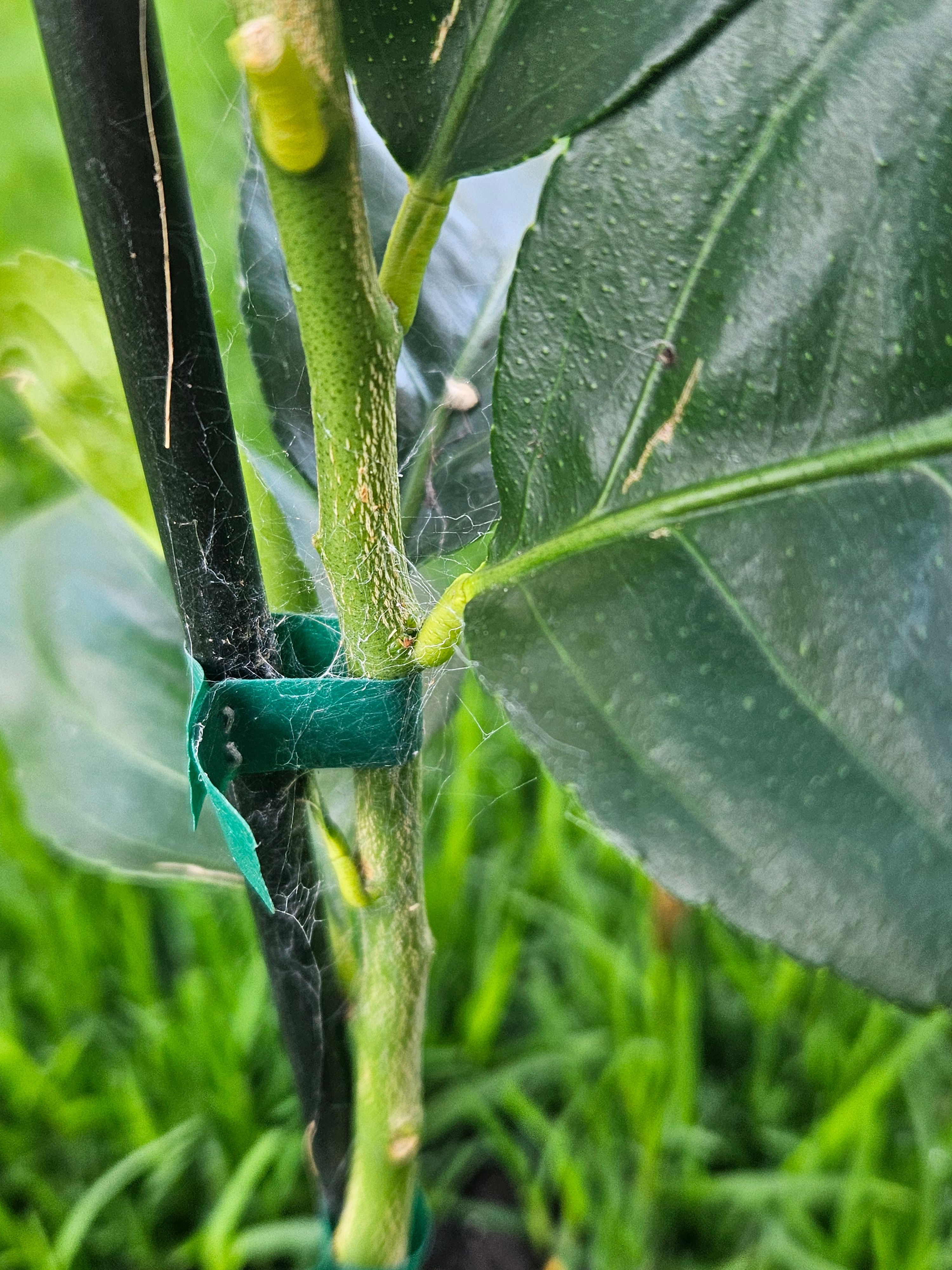 solved-how-to-get-rid-of-bugs-on-citrus-plants-bunnings-workshop