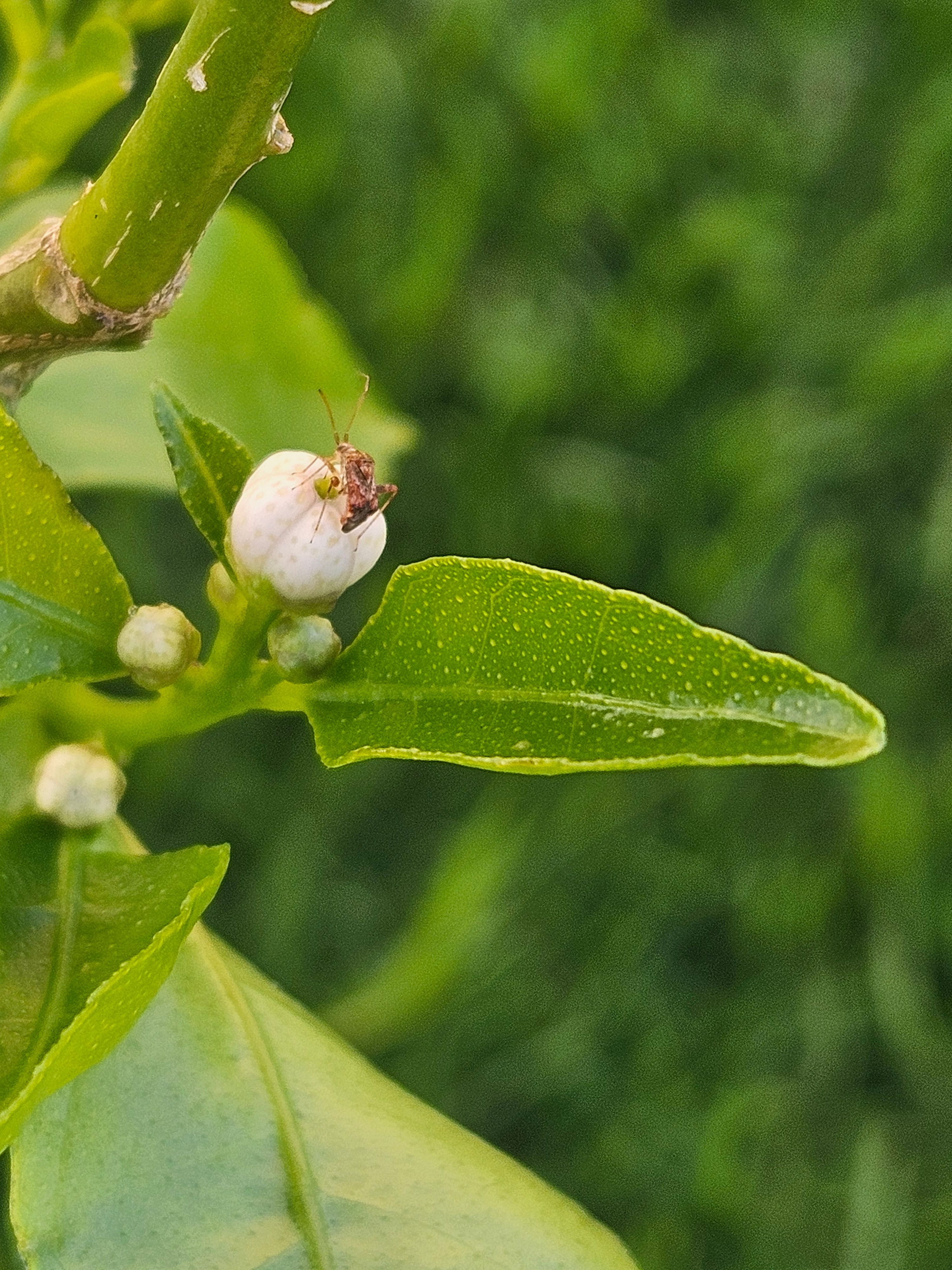 solved-how-to-get-rid-of-bugs-on-citrus-plants-bunnings-workshop