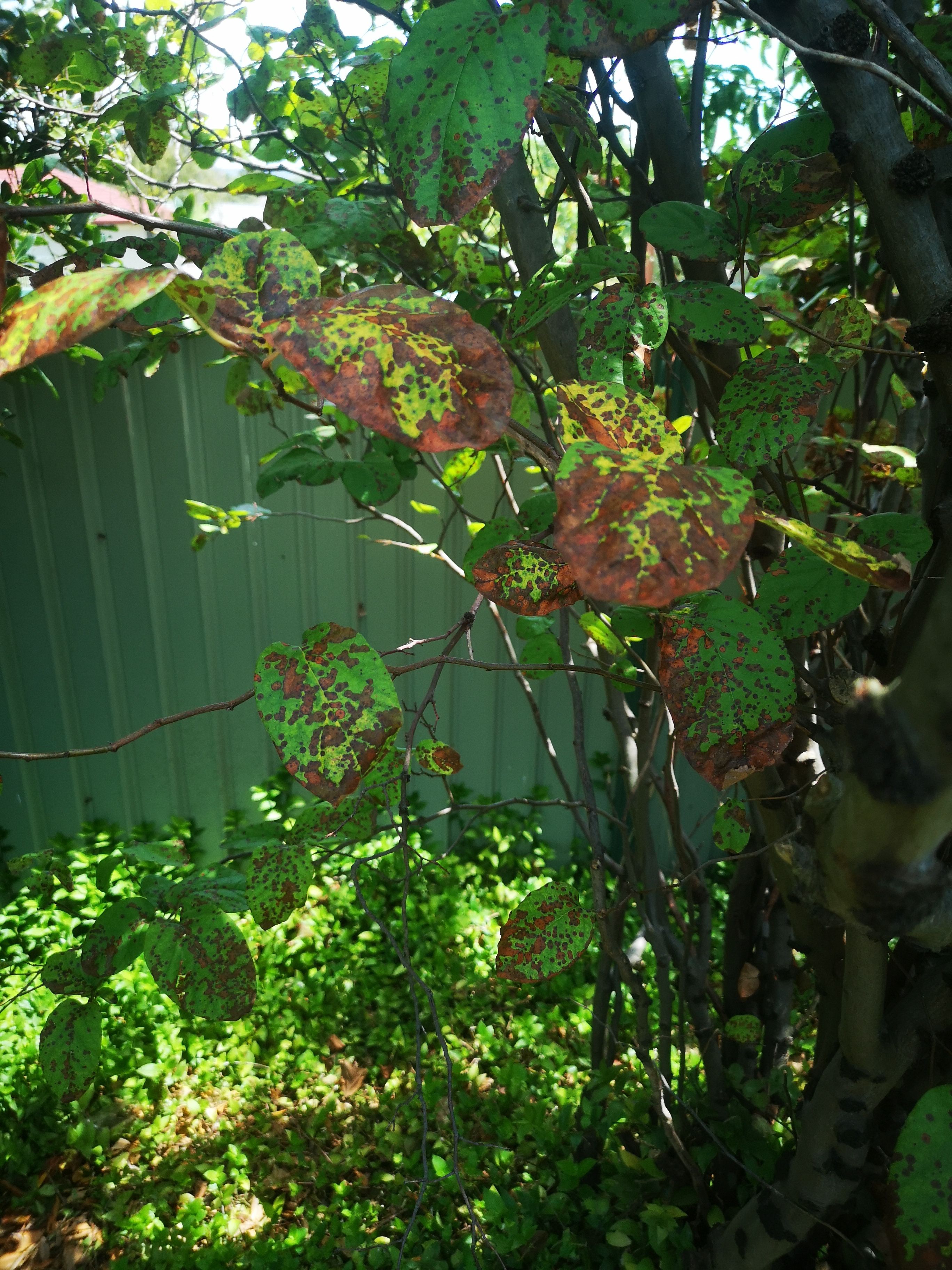 how-to-treat-brown-spots-on-tree-leaves-bunnings-workshop-community