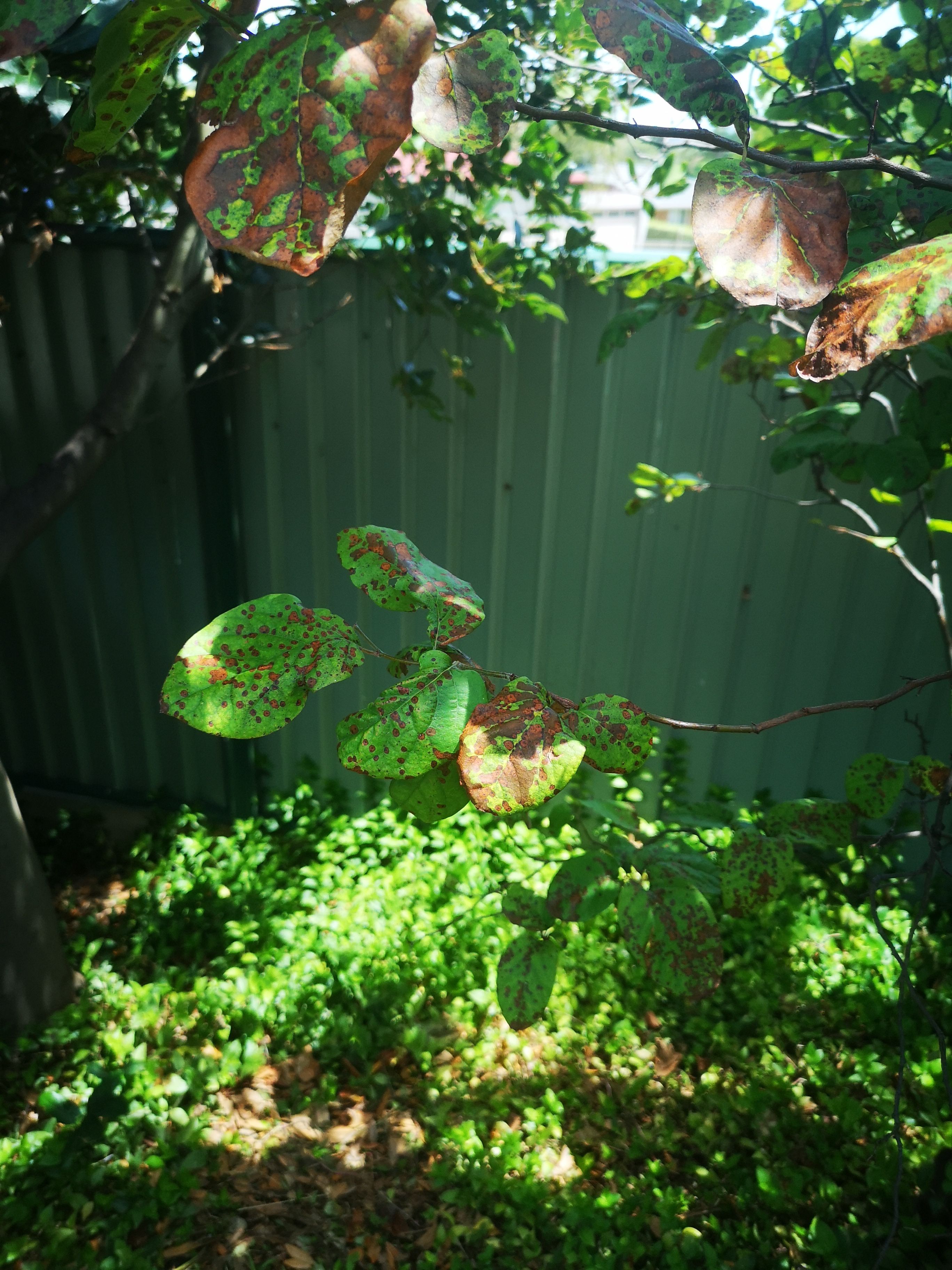 how-to-treat-brown-spots-on-tree-leaves-bunnings-workshop-community