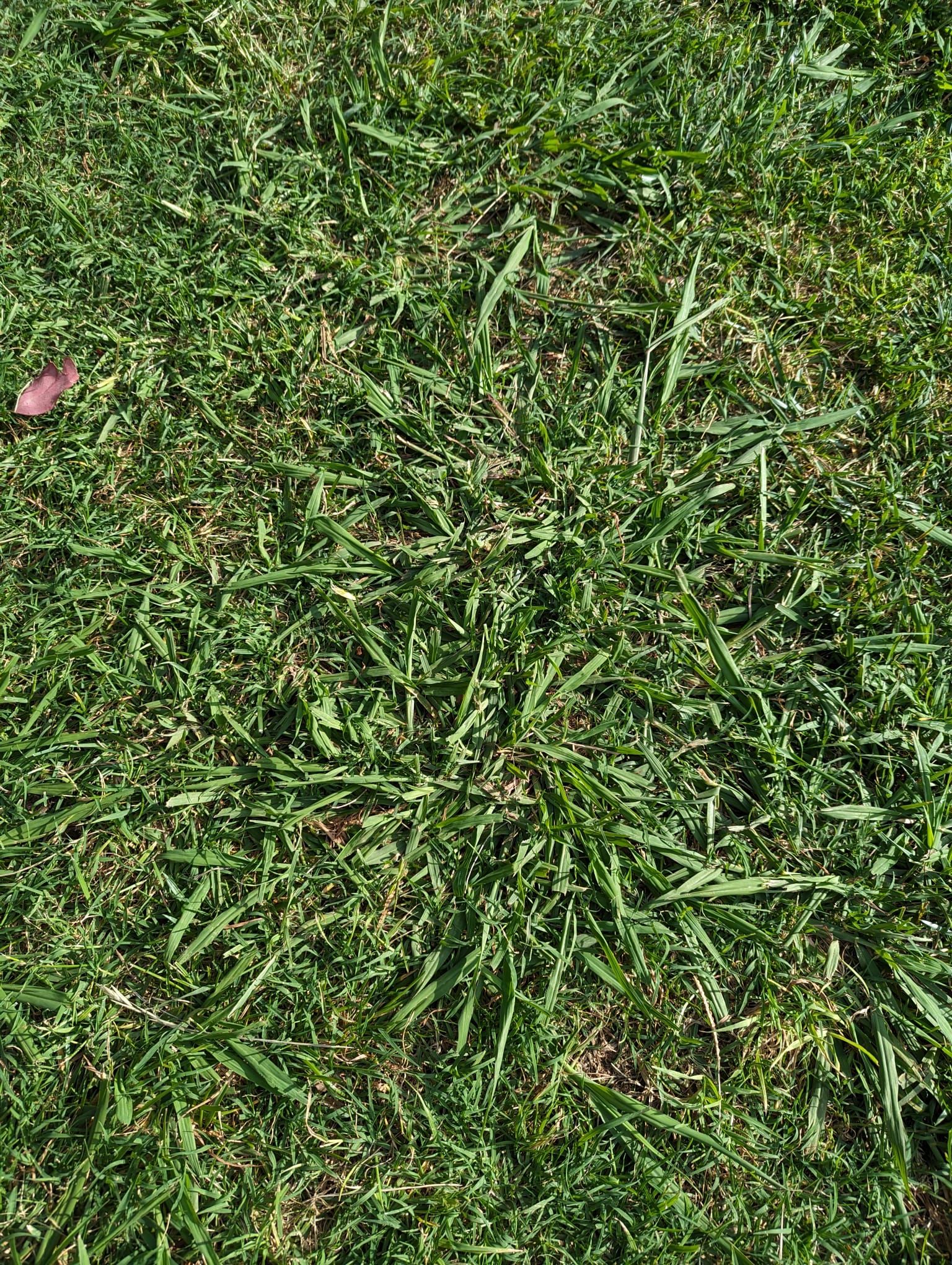 How to fix weed-infested lawn? | Bunnings Workshop community