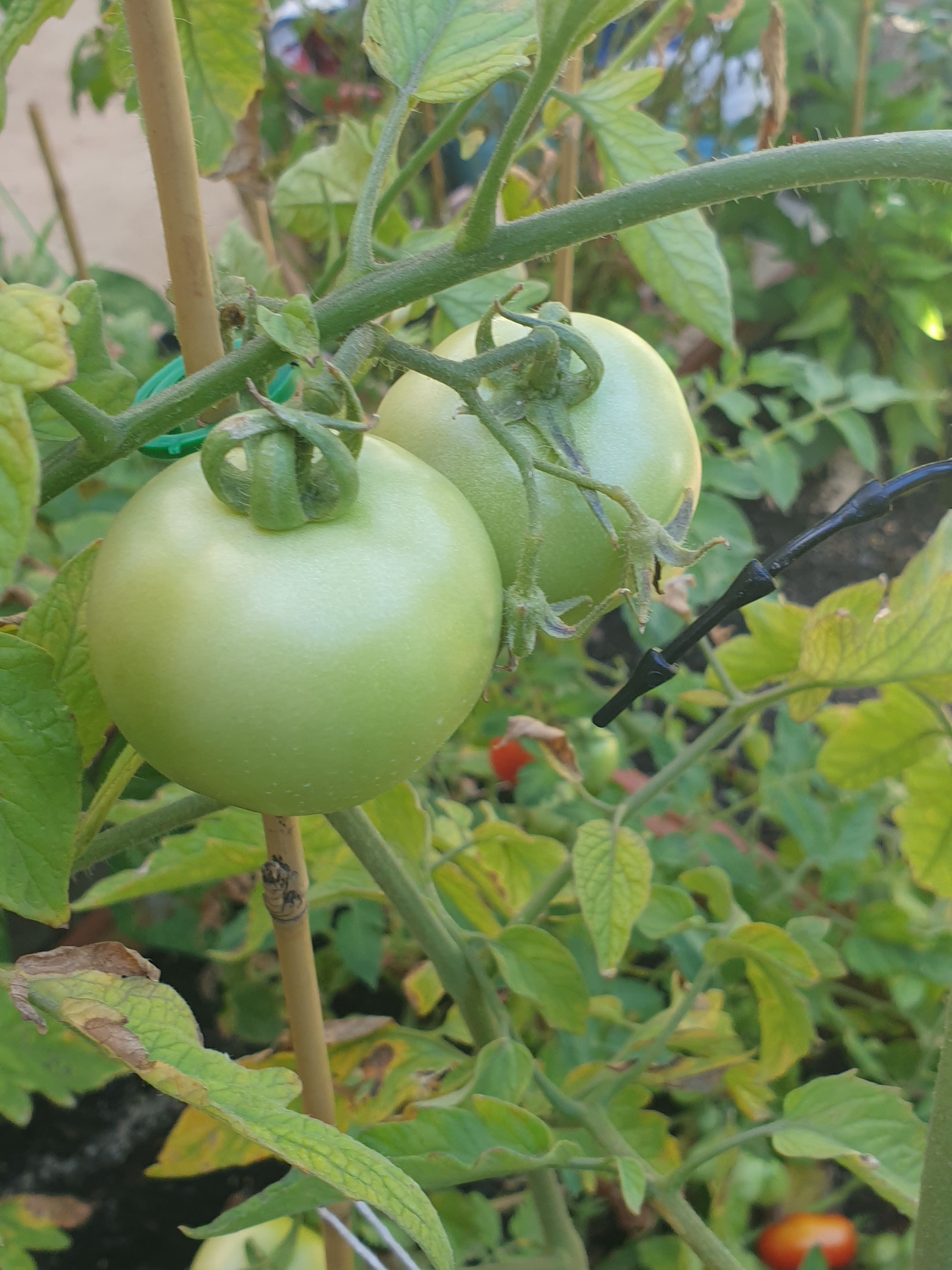 solved-why-are-my-tomato-plants-not-growing-mor-bunnings-workshop