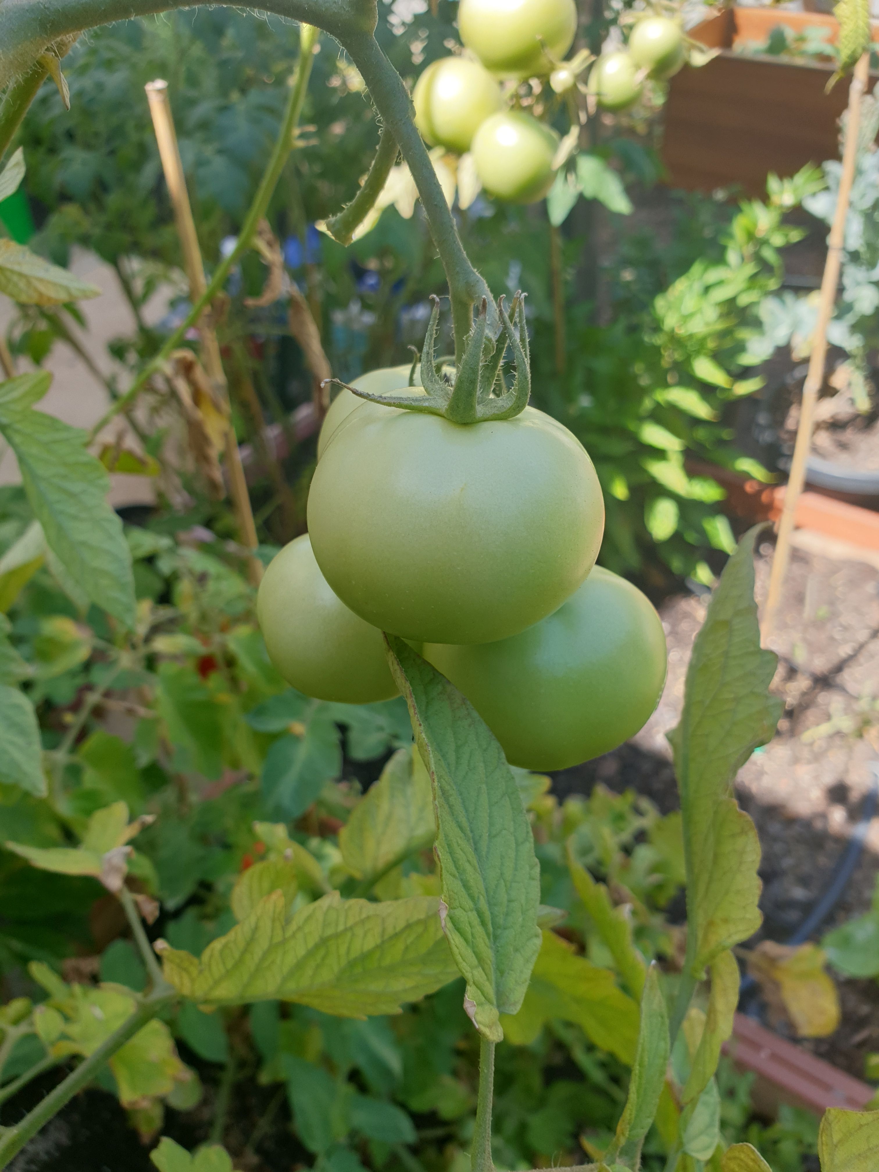 solved-why-are-my-tomato-plants-not-growing-mor-page-3-bunnings