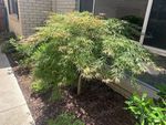 Weeping japanese maple - south side