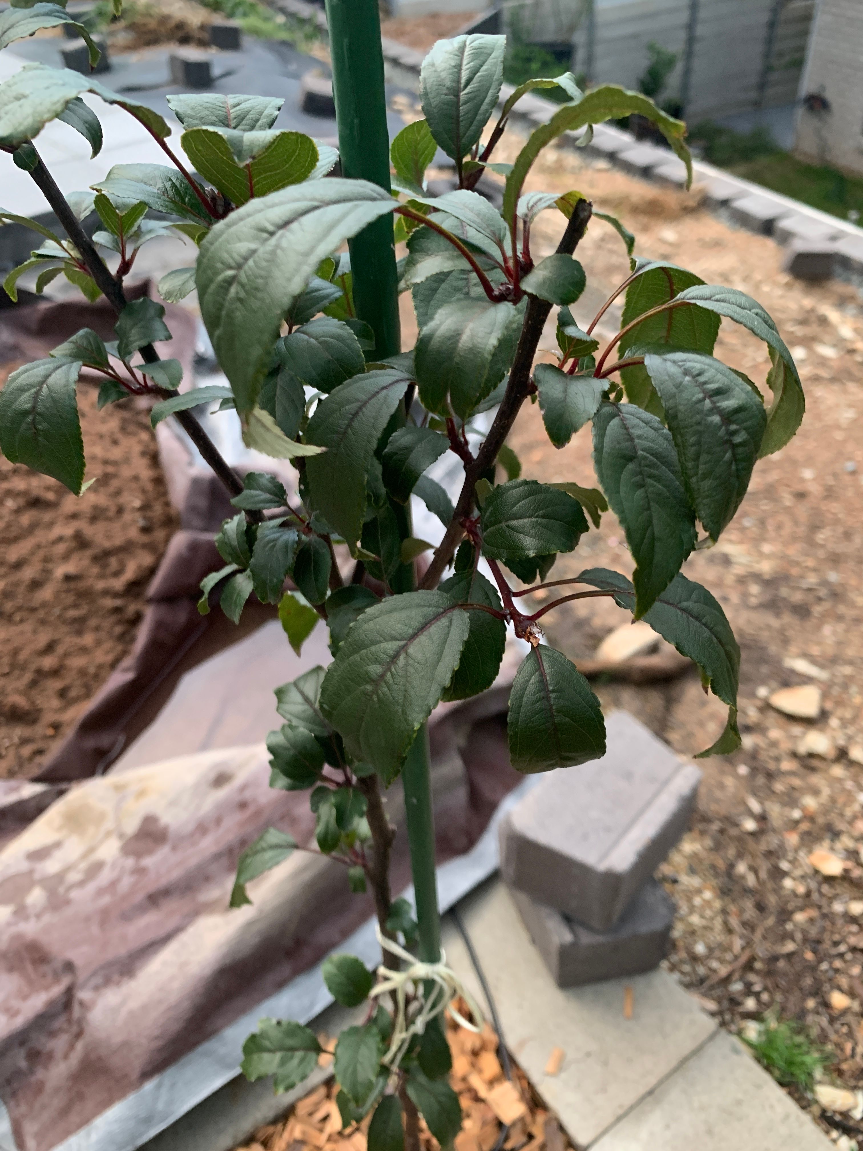 Why is my crabapple tree not growing? | Bunnings Workshop community