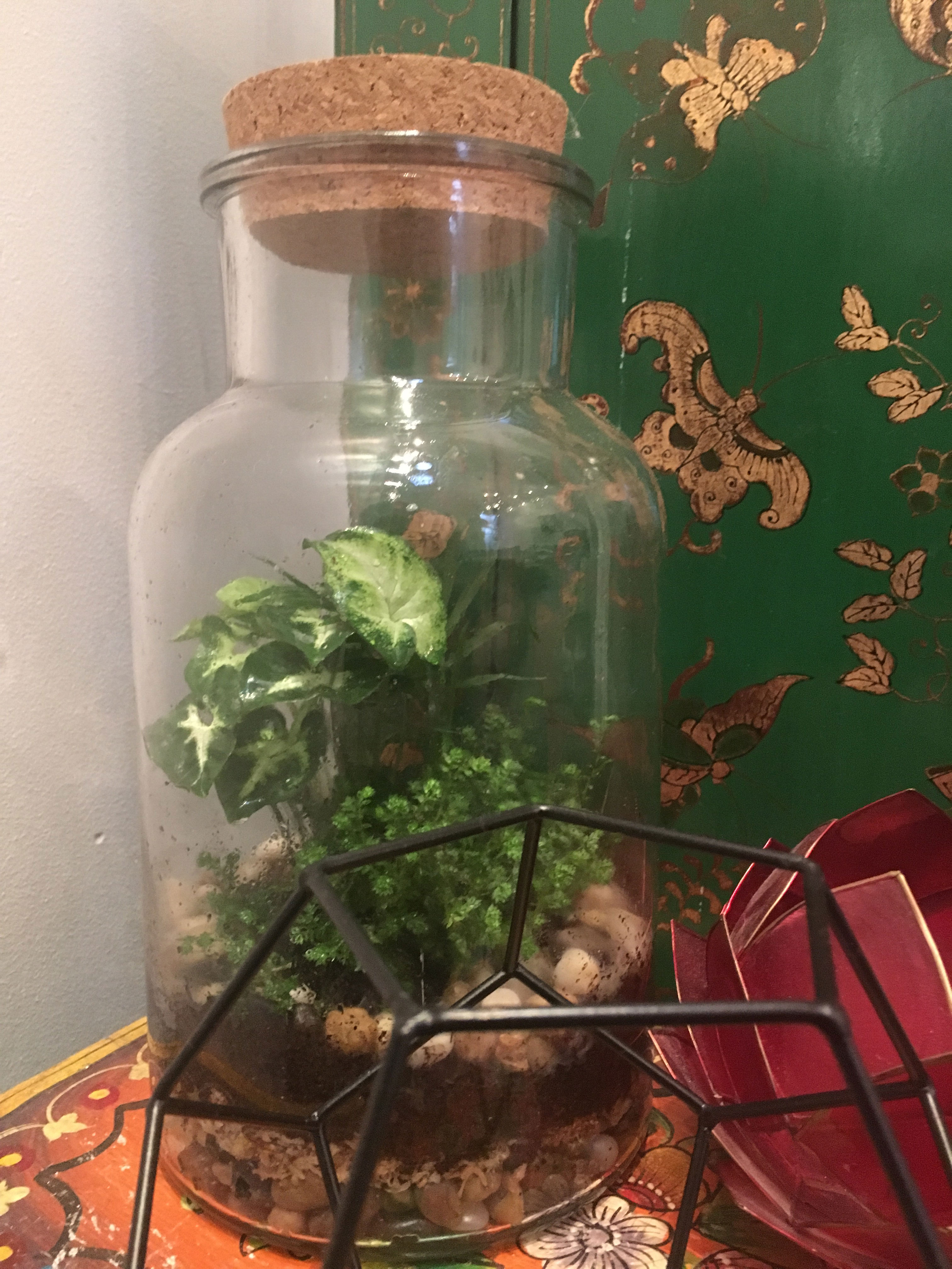 Cork-top Terrarium | Bunnings Workshop community