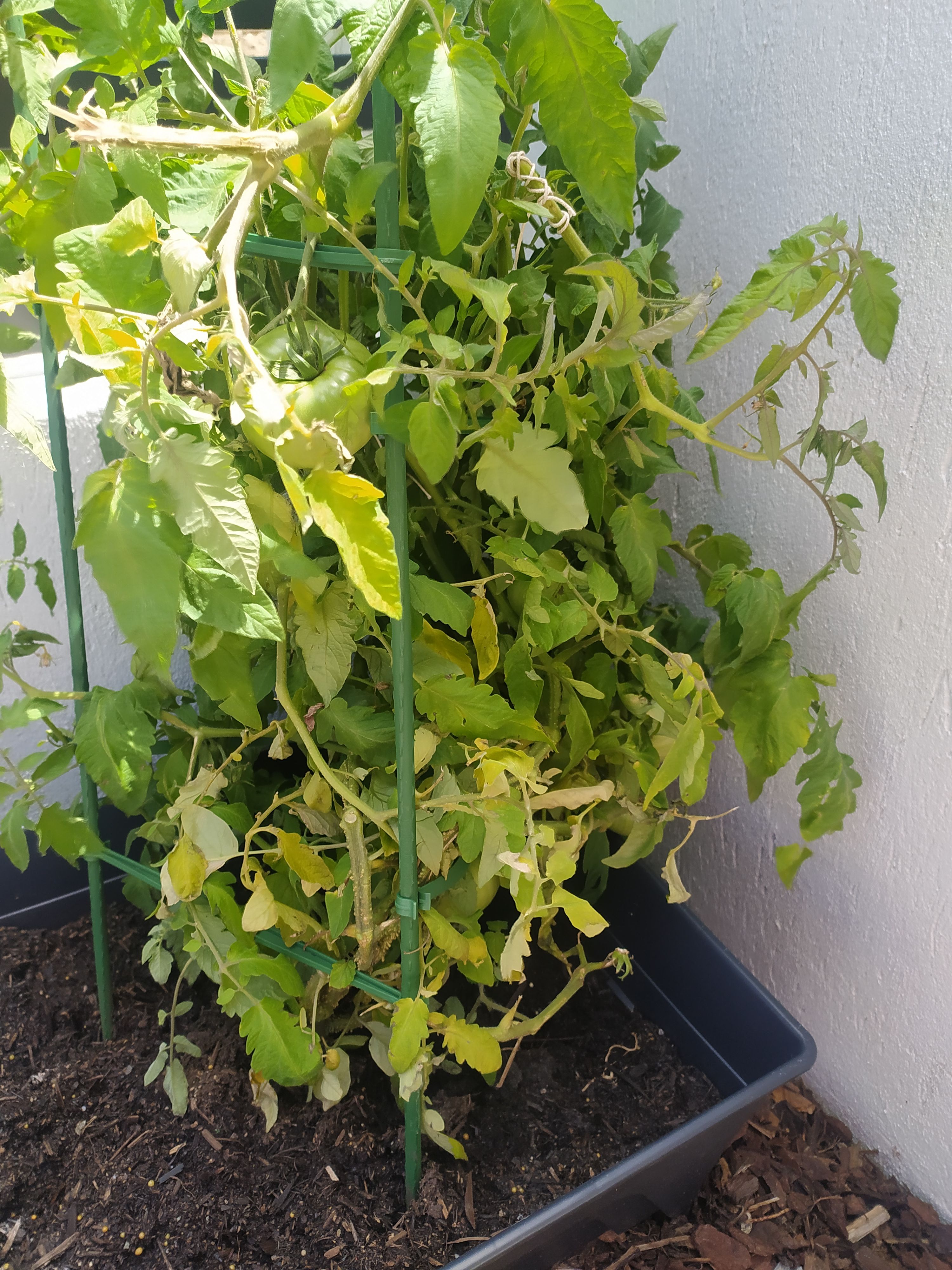 solved-how-to-save-my-transplanted-tomato-plant-bunnings-workshop