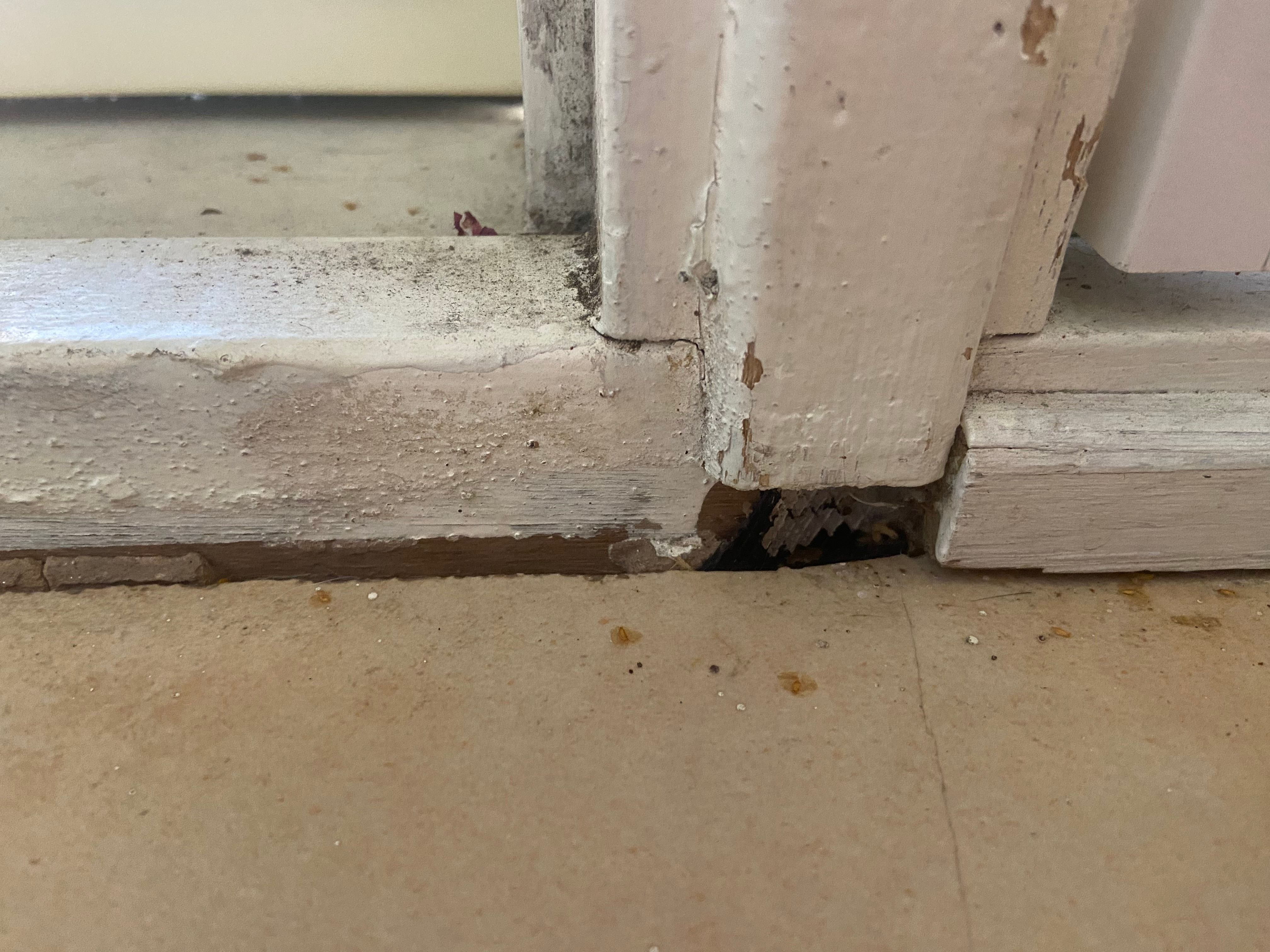 How to fix grout next to skirting? | Bunnings Workshop community