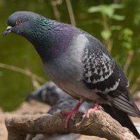 Common_pigeon.jpeg