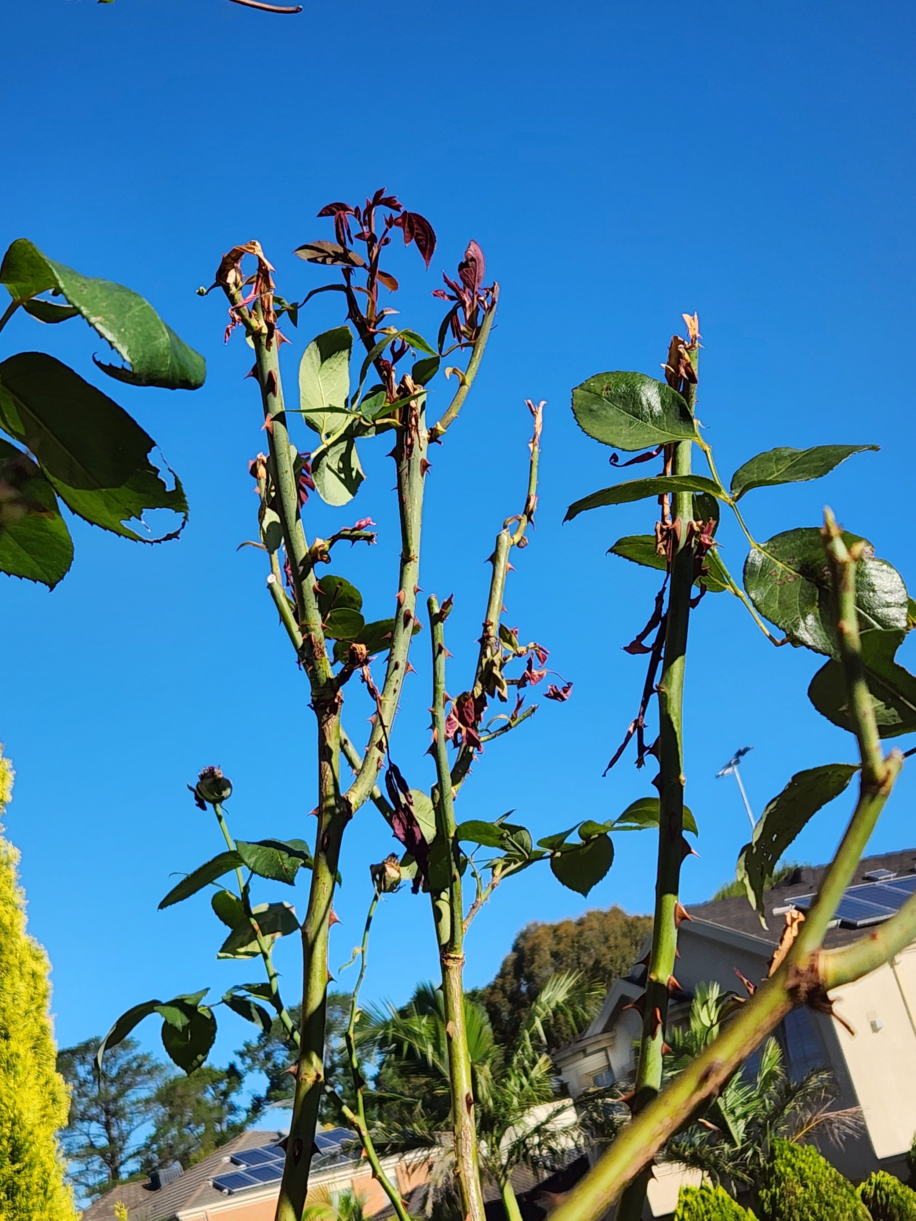 why-are-new-rose-bush-shoots-dying-bunnings-workshop-community