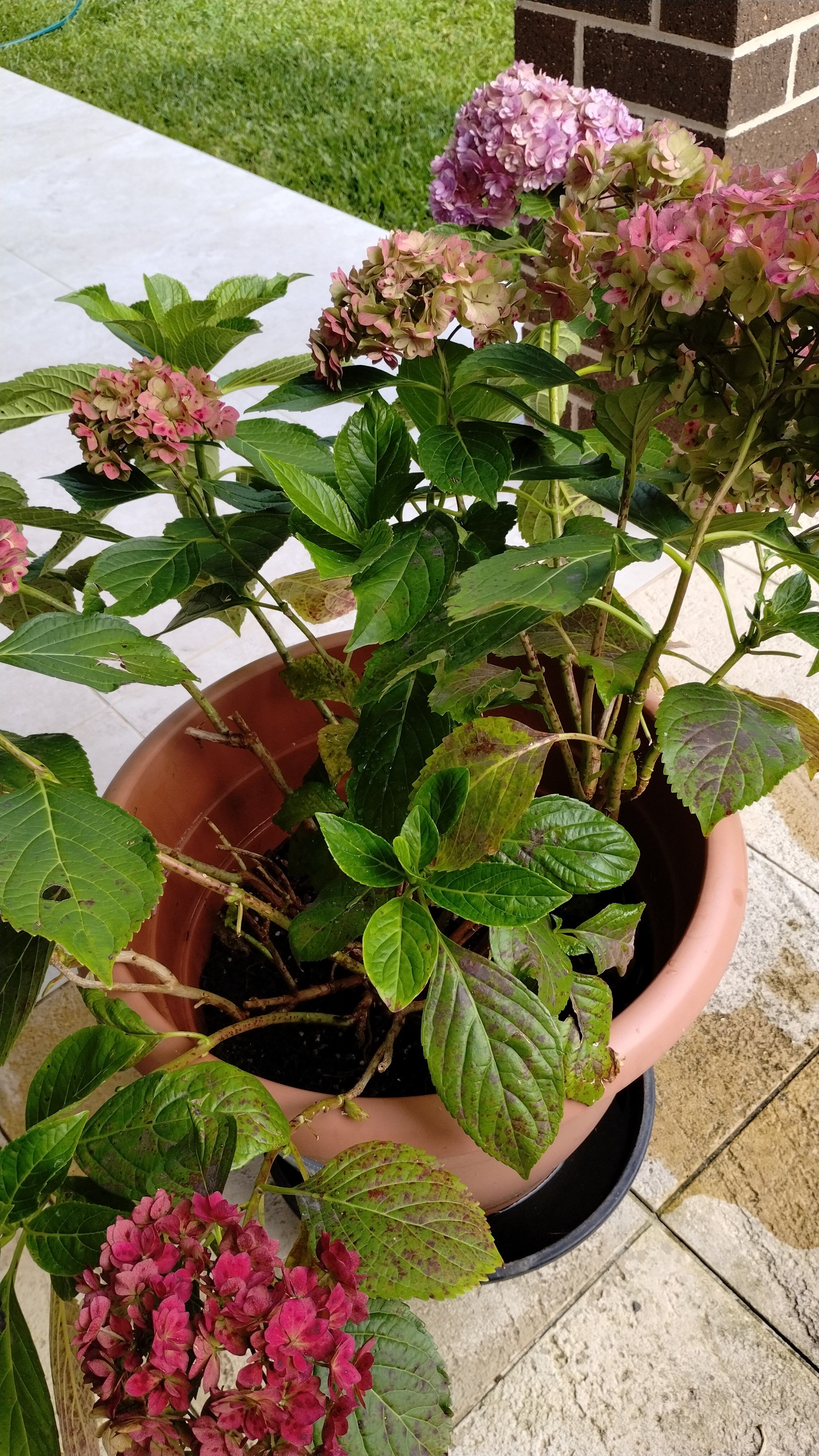 Hydrangea bunnings deals