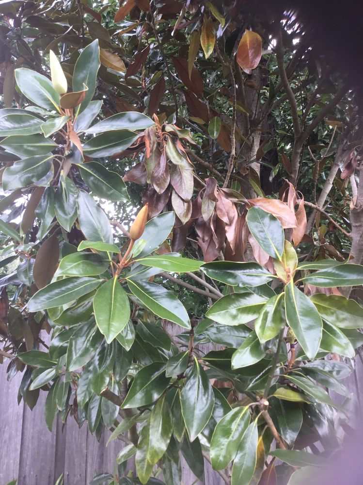 Healthy branches with blooms next to dying branches