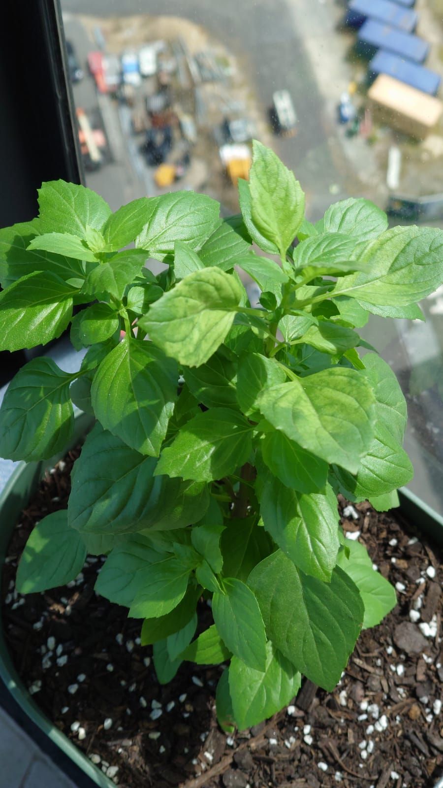 Why are Basil leaves yellow and brown Bunnings Workshop community