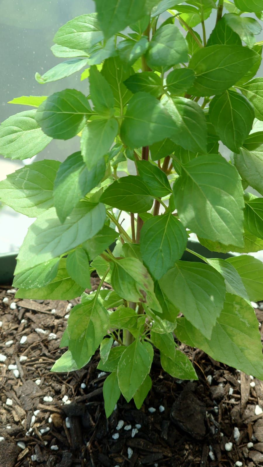 Why are Basil leaves yellow and brown Bunnings Workshop community