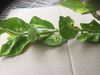 Citrus leaf miner?