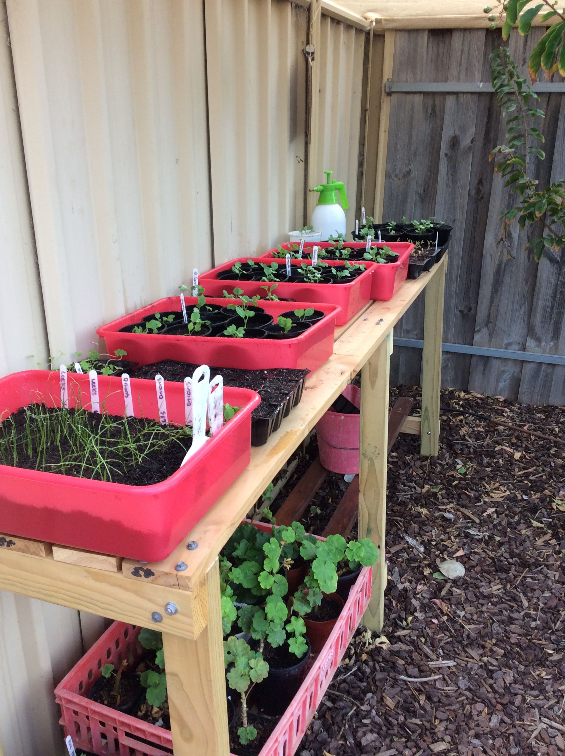 Growing your own vegetable seedlings Bunnings community