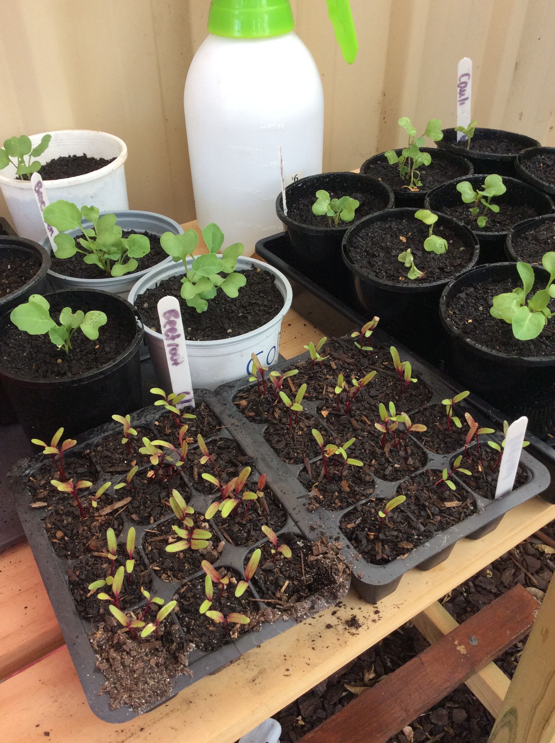 Growing Your Own Vegetable Seedlings | Bunnings Workshop Community