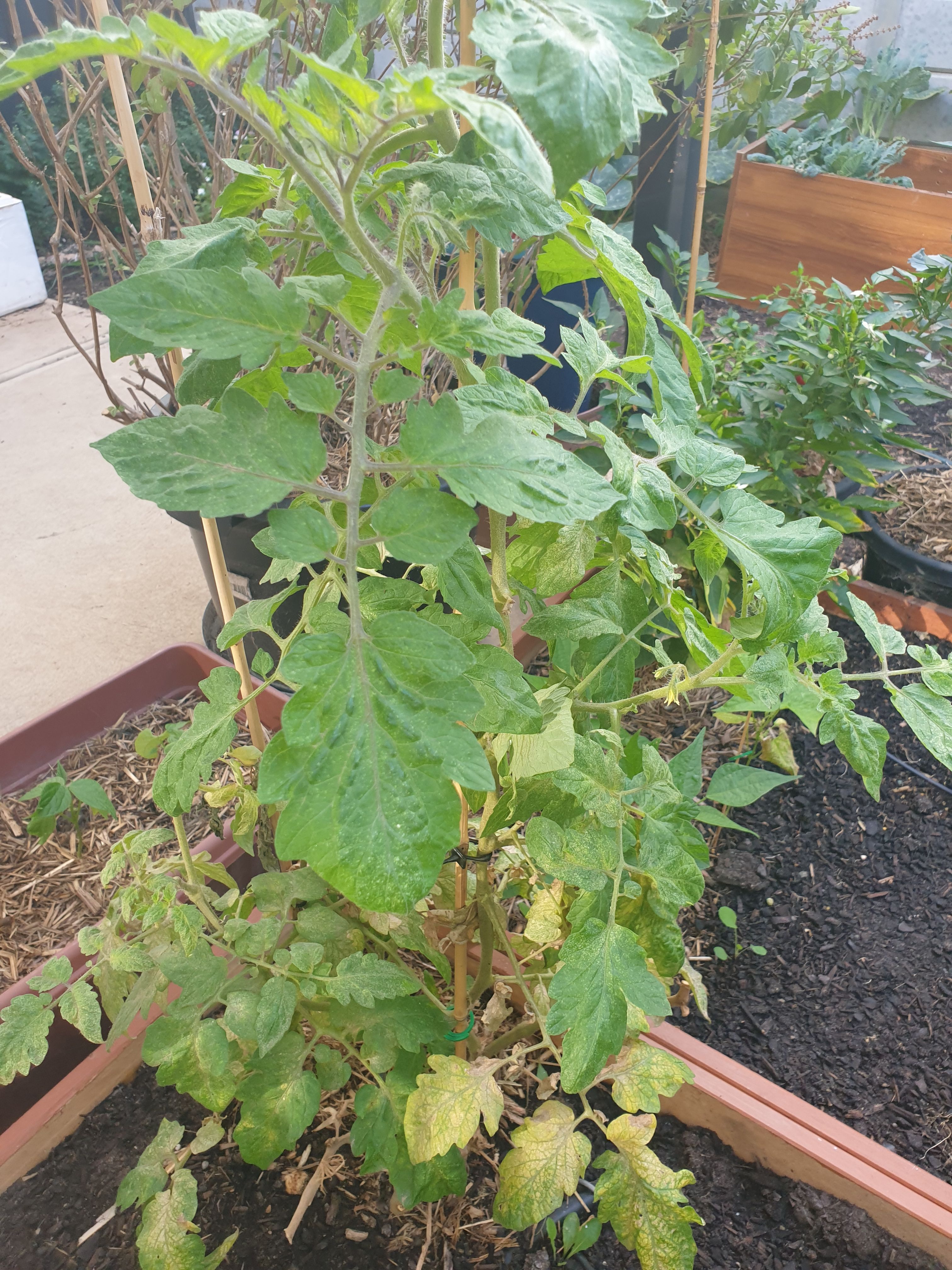 solved-why-are-my-tomato-plants-not-growing-mor-page-3-bunnings