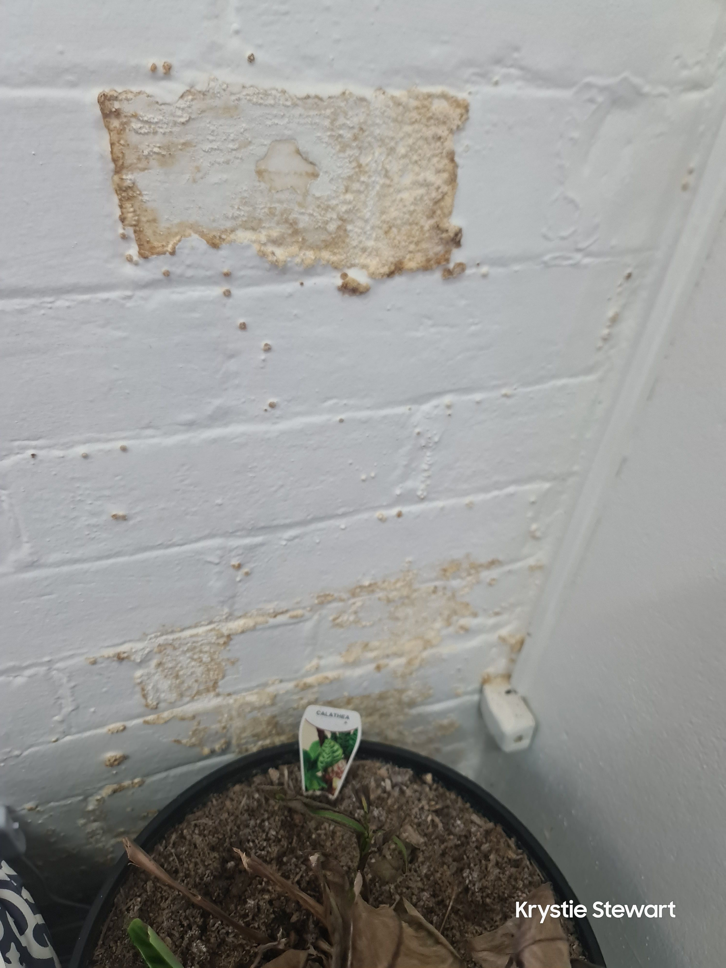 rising damp in brick walls | Bunnings Workshop community