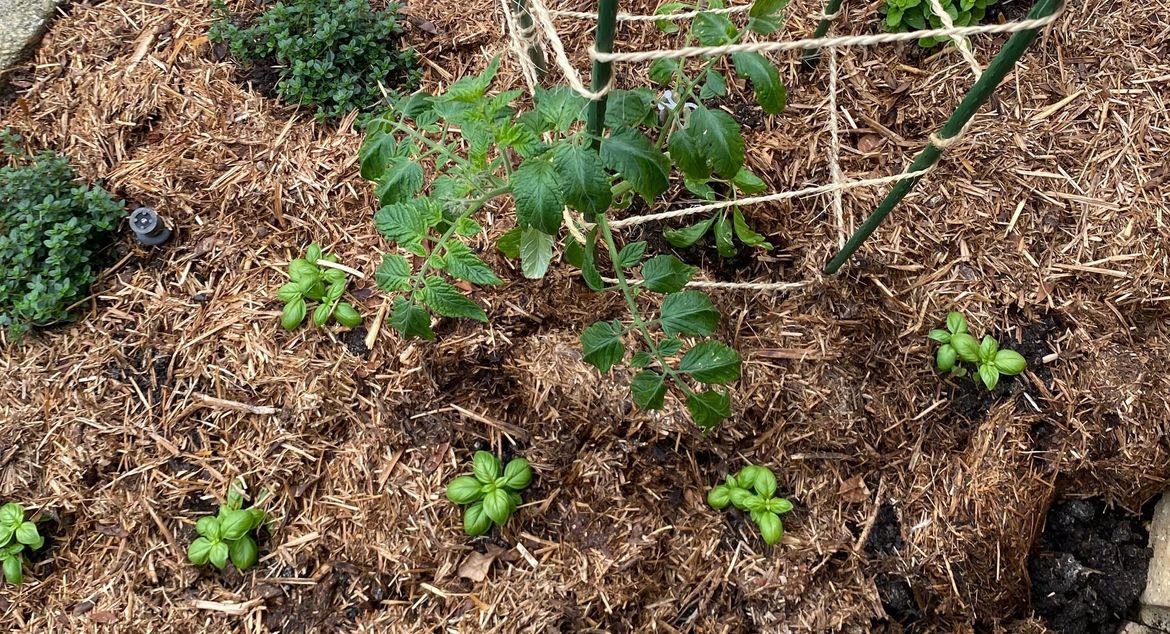 Garden Bed.jpeg