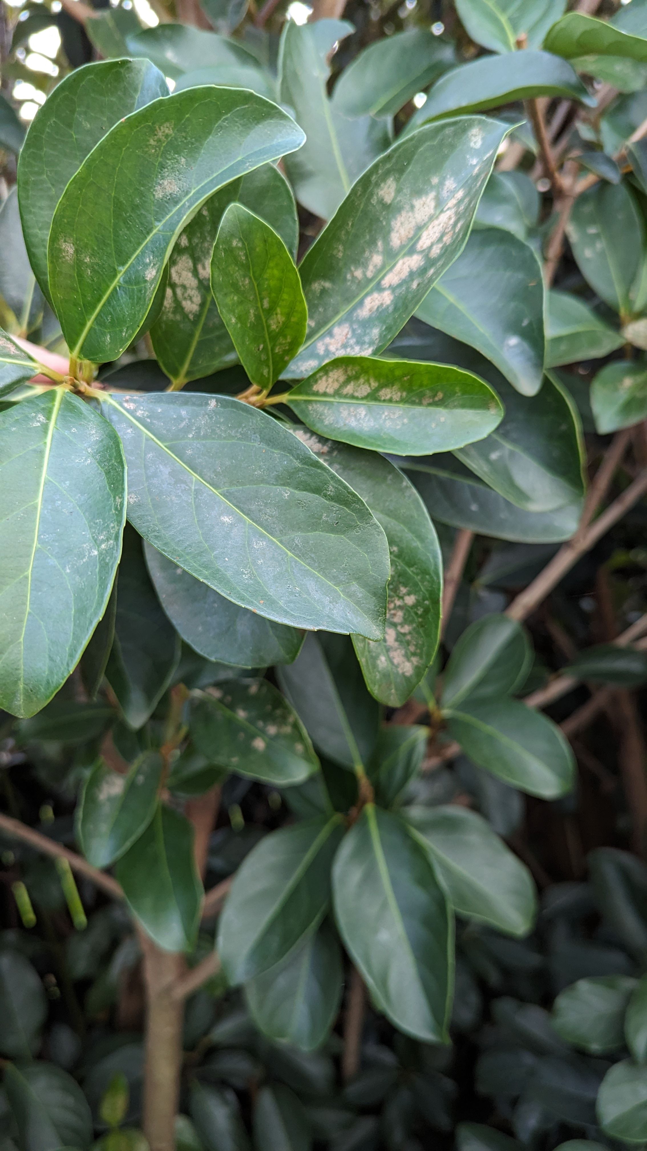 How to treat viburnum disease? | Bunnings Workshop community