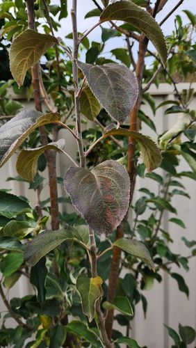 Apple tree leaves turning dark with brown spots