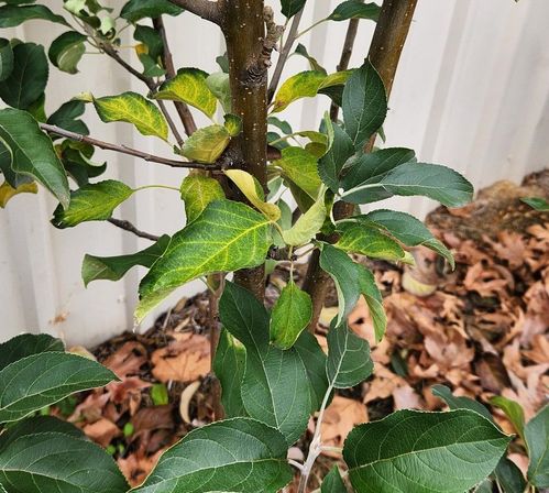 apple tree leaves turning yellow near the main stem