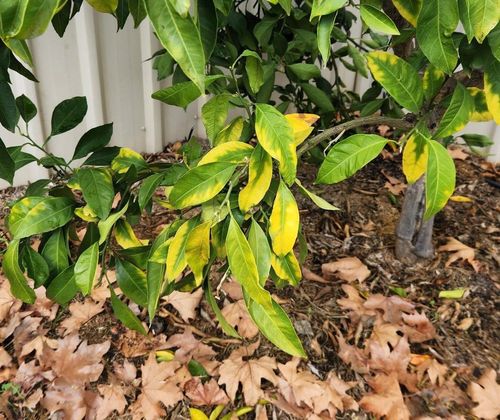 Mandarin tree leaves turning yellow