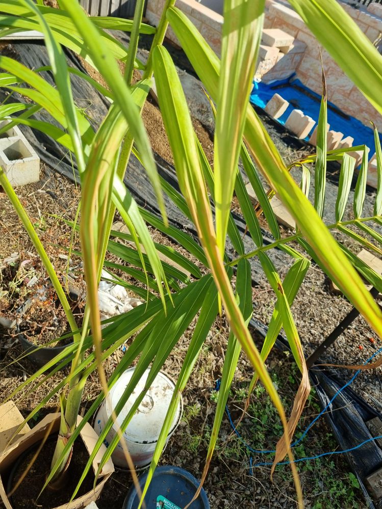 Fronds are curling