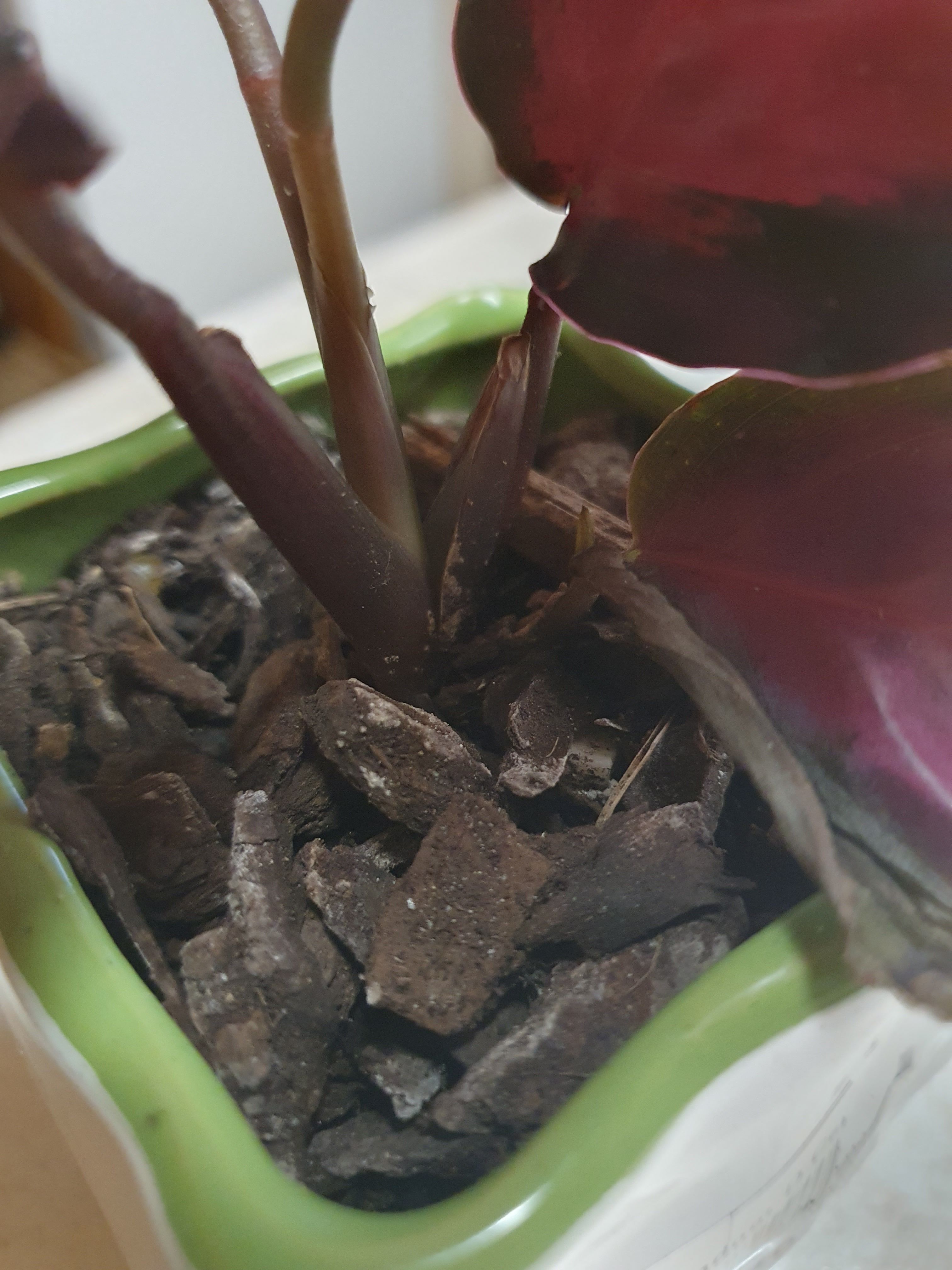 How to revive Calathea plant? | Bunnings Workshop community