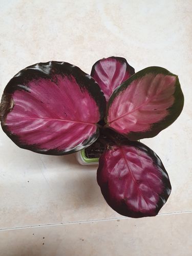 How to revive Calathea plant? | Bunnings Workshop community